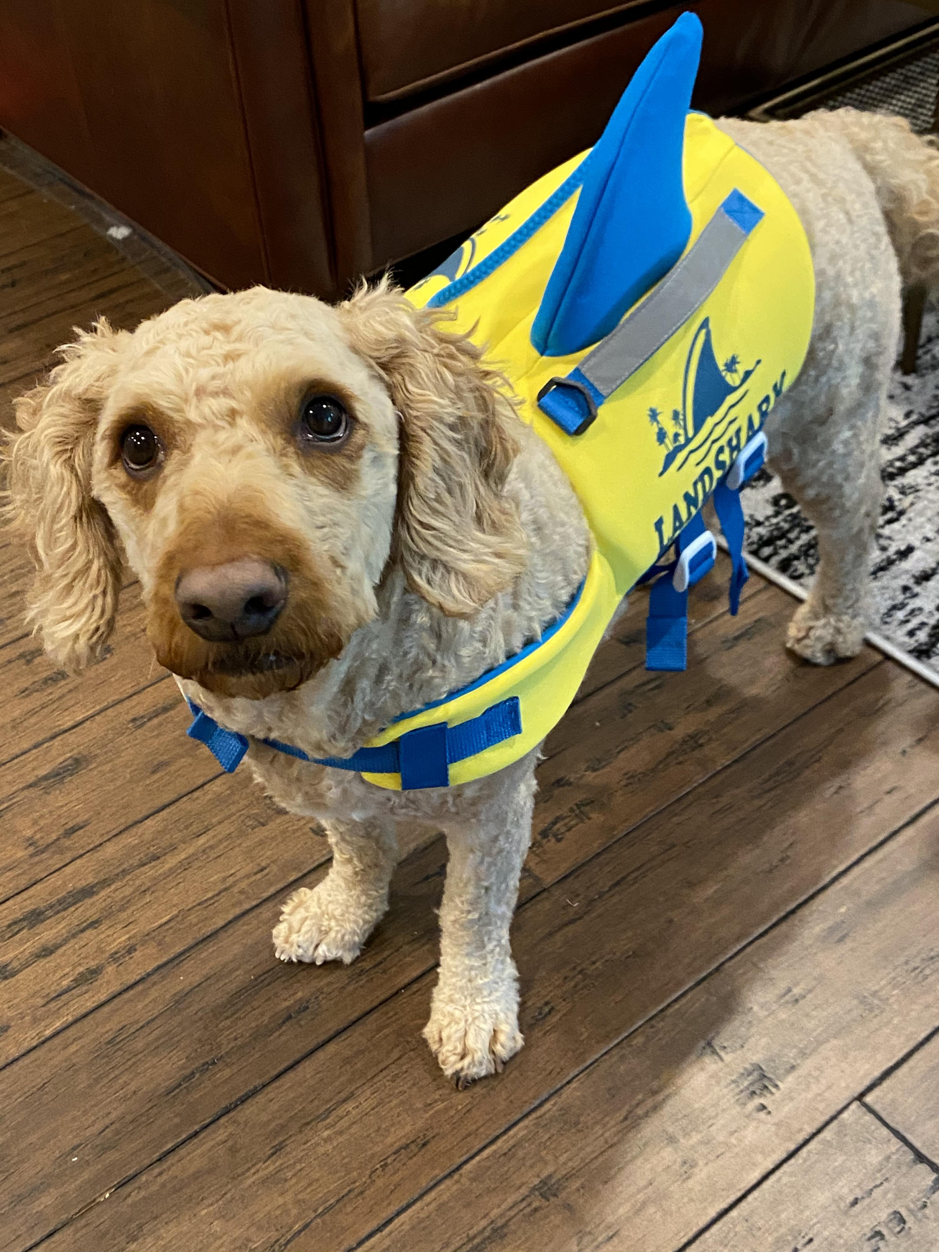 Not very happy with the life jacket r/Goldendoodles