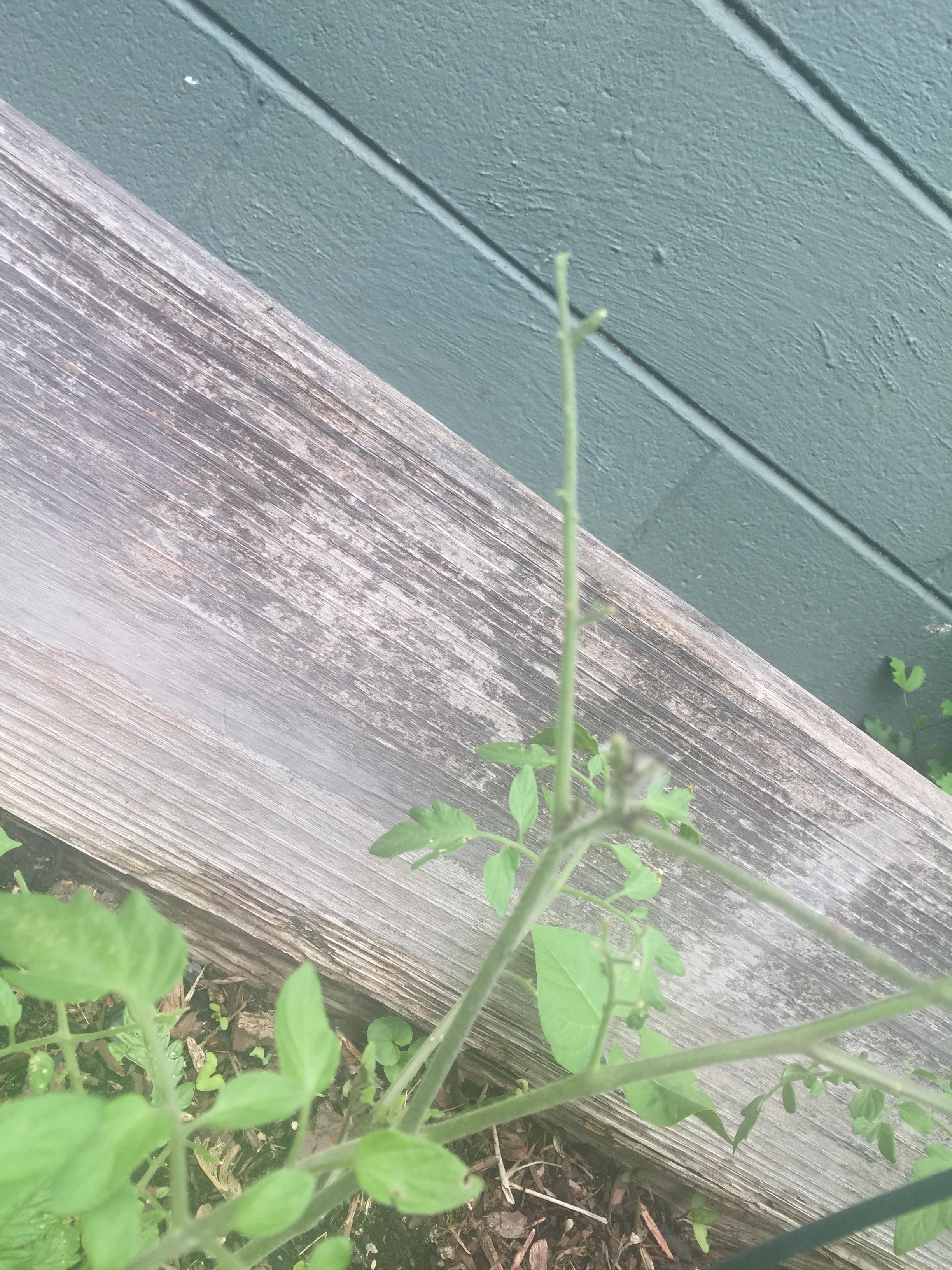 Help please. Something is eating my tomato plants and I'm not sure what