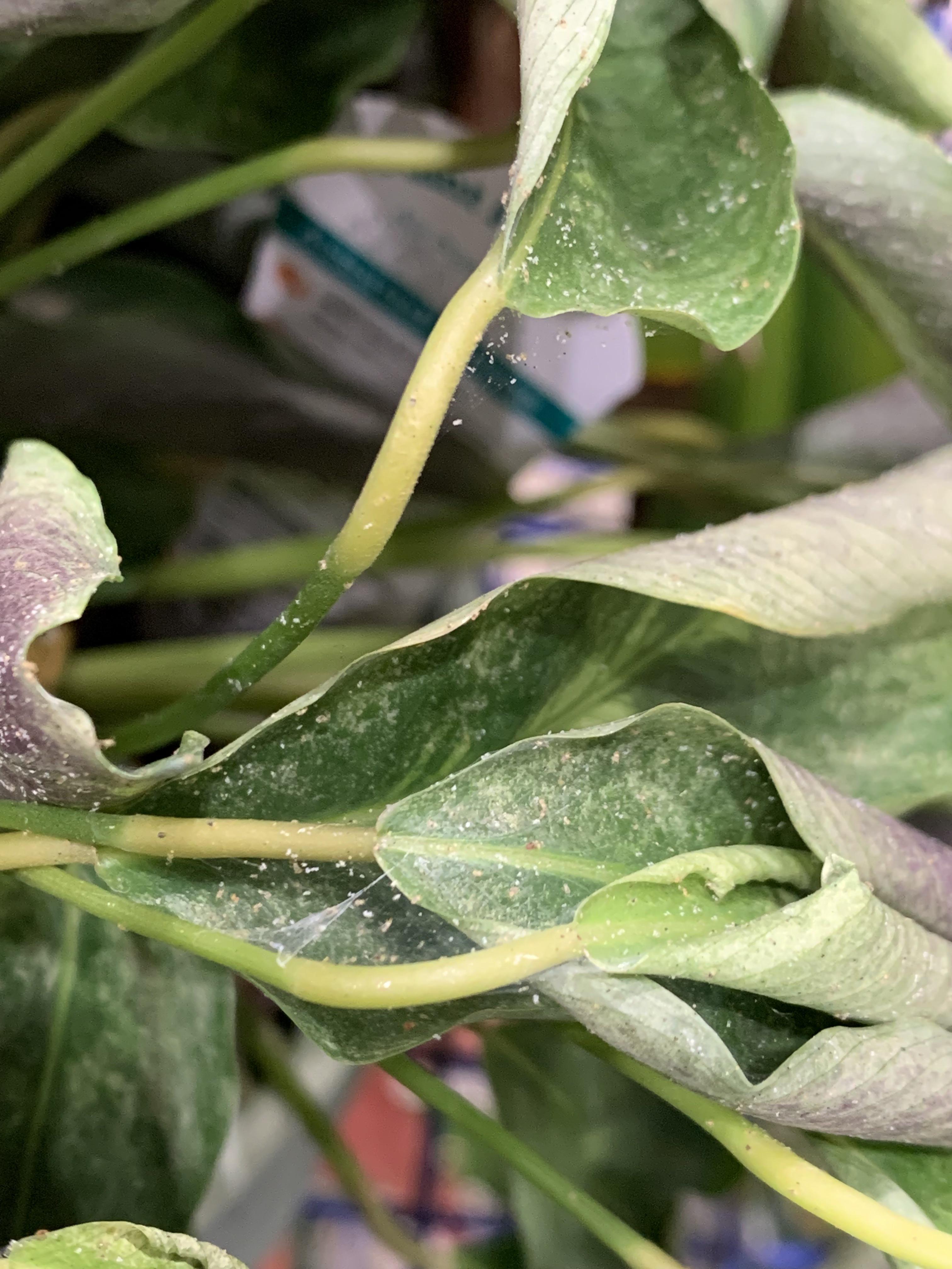 Am I about to wish I didn’t buy this dying discount plant and put it in my buggy with a bunch of