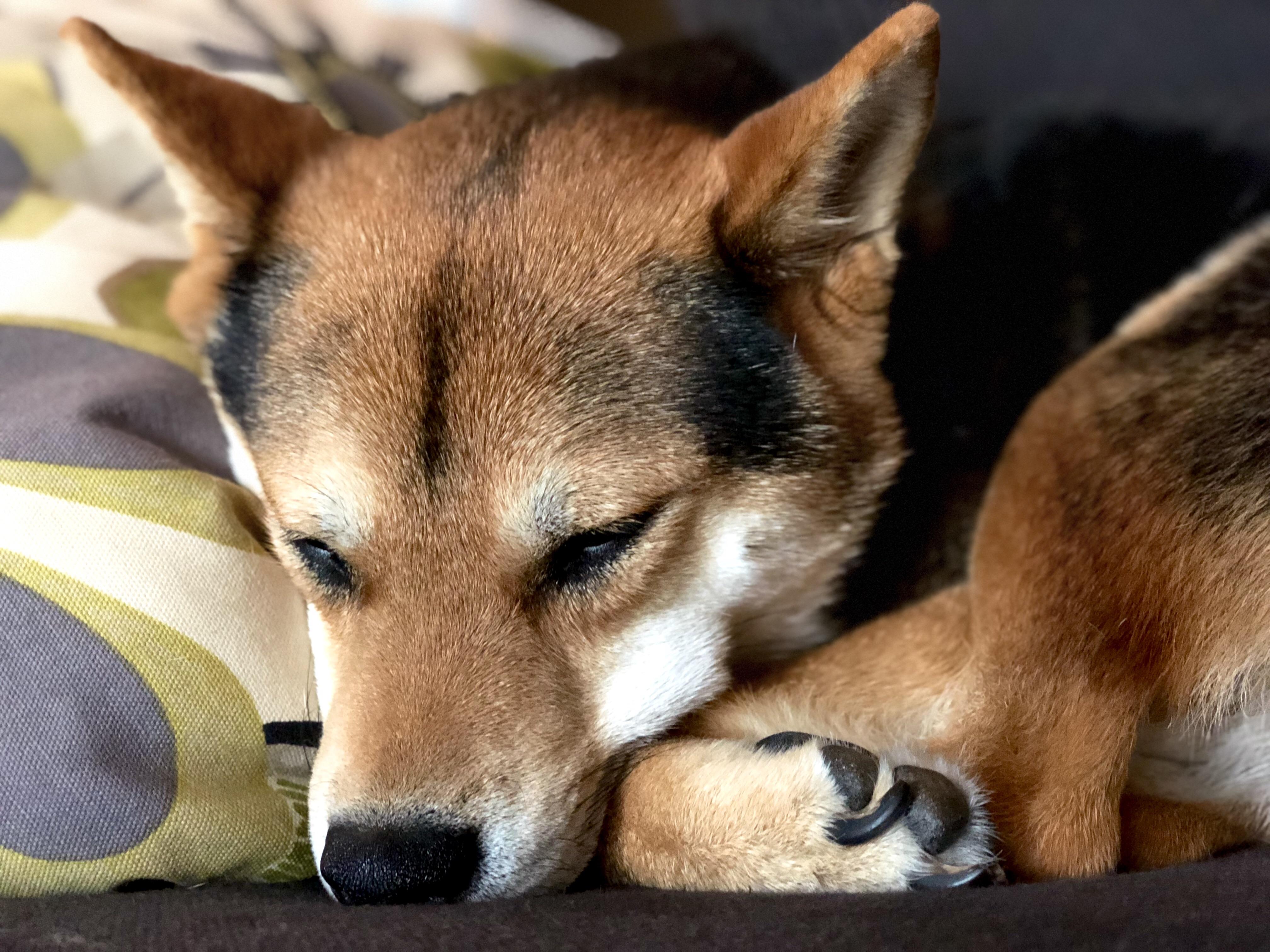 Taken with iPhone 8 plus portrait lighting effect r/iPhoneography