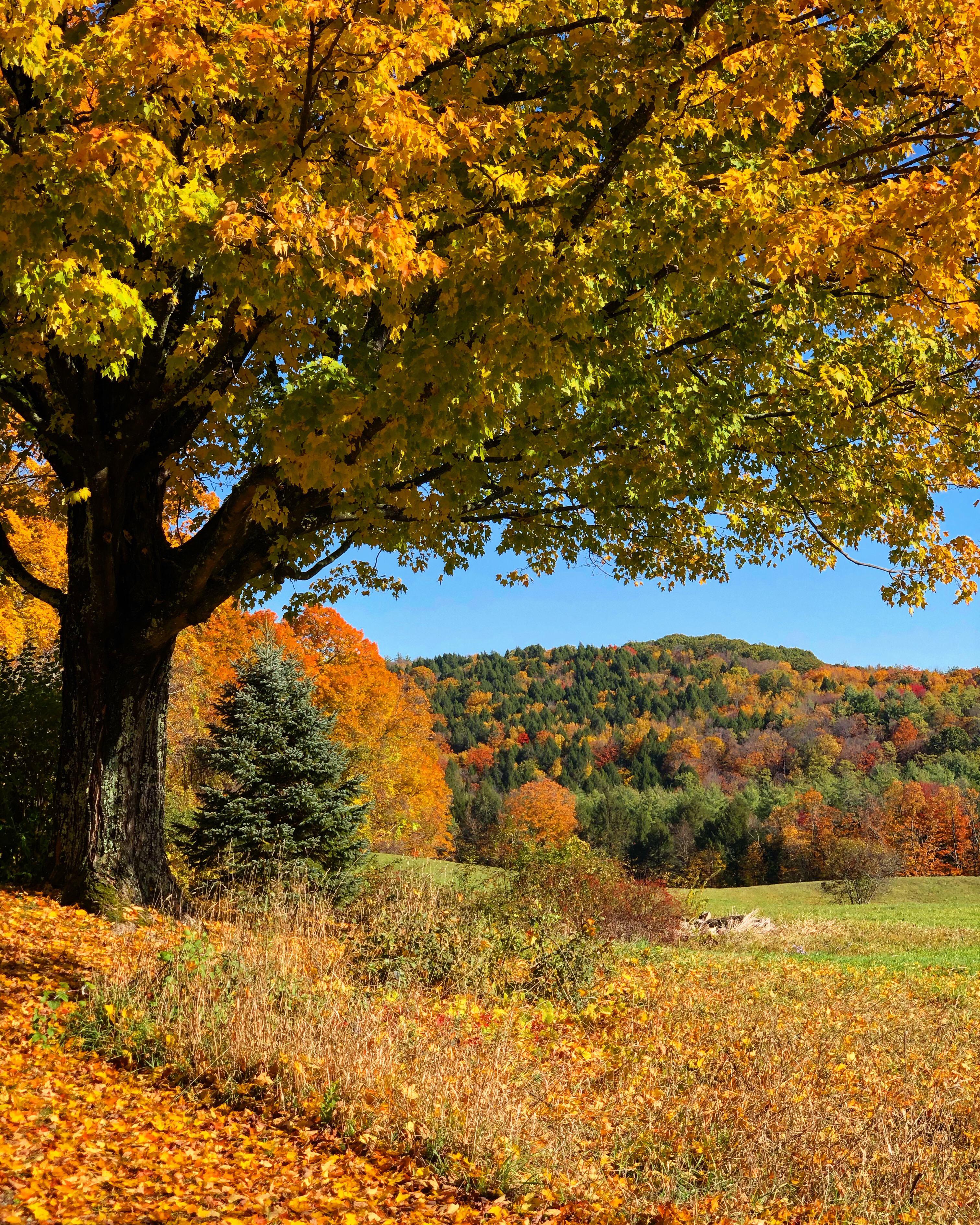 Southern Vermont (Photo credit to u/vesto2000) r/MostBeautiful