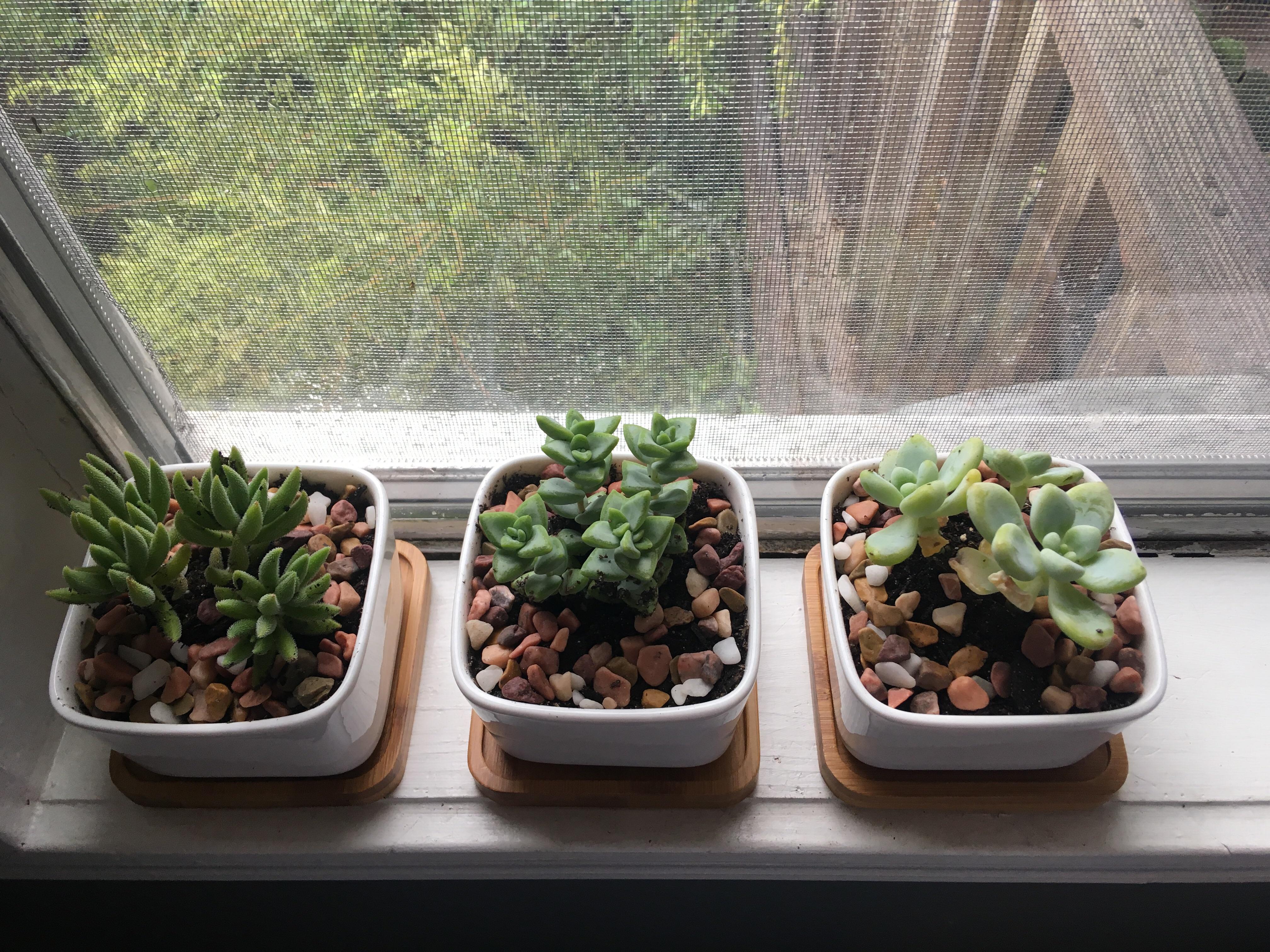 Love these succulent pots from amazon. r/succulents