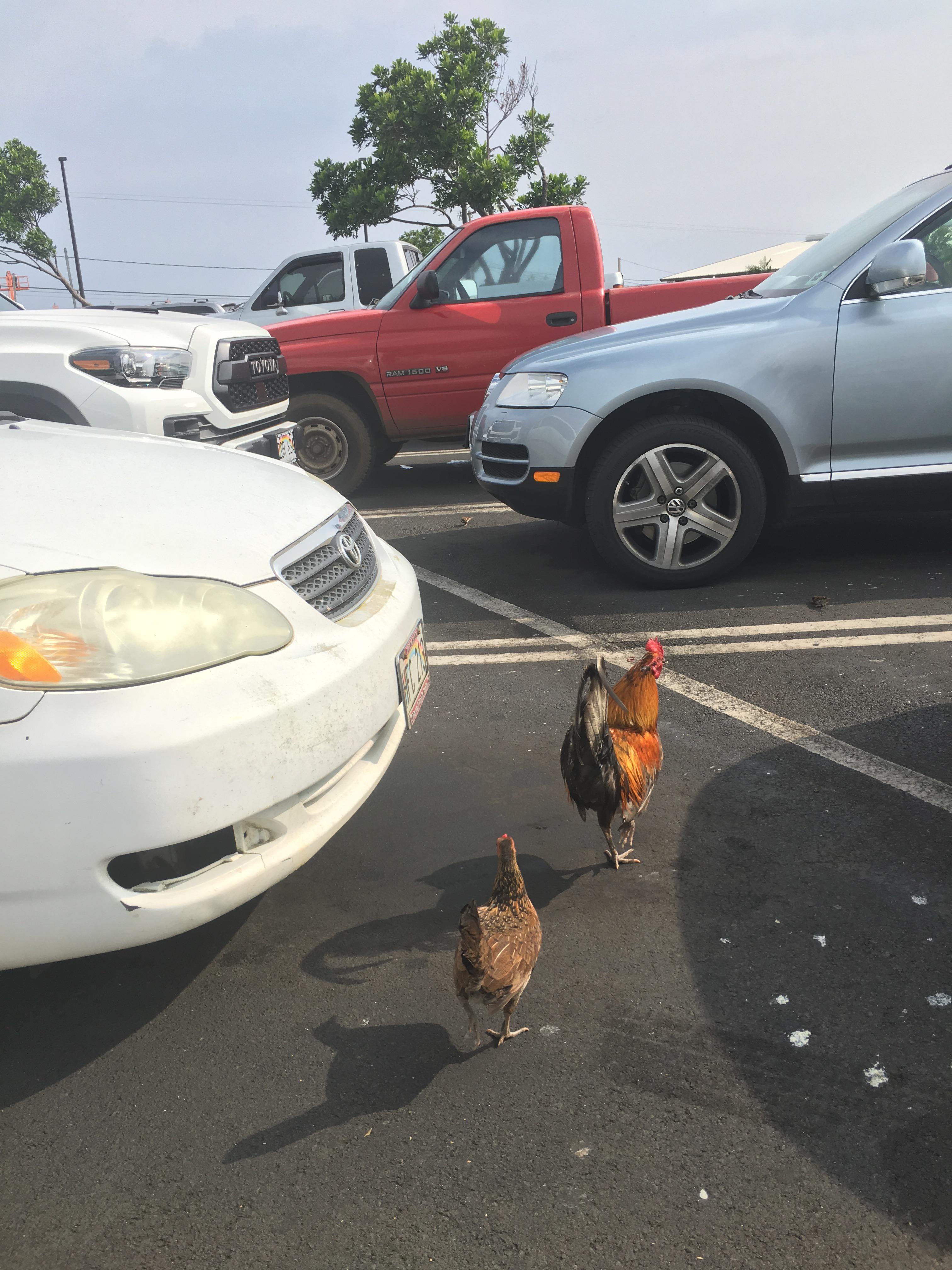 Wild Chickens near a Hawaiian Walmart r/pics