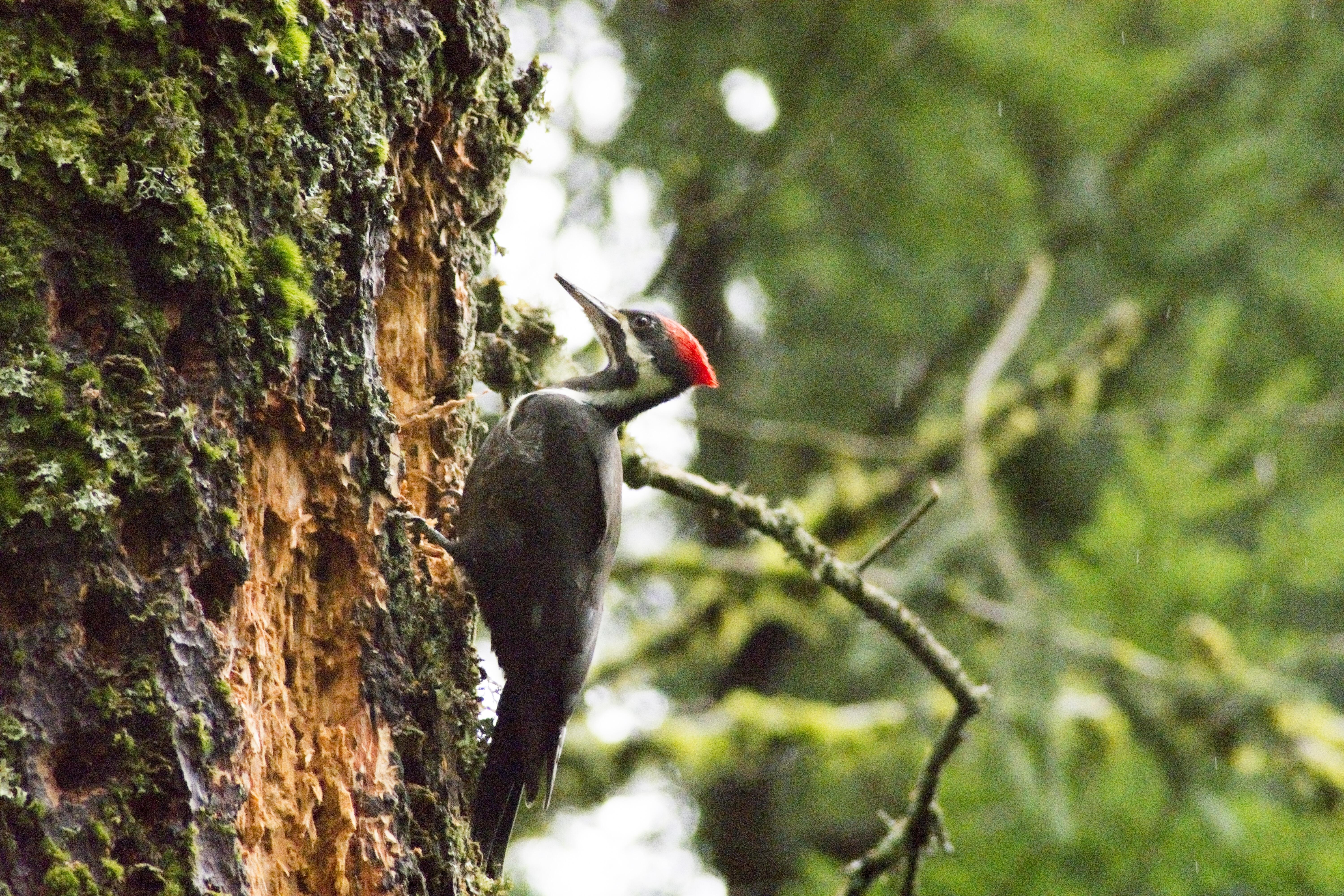 Pileated Woodpecker in Washington’s temperate rainforest r/birding