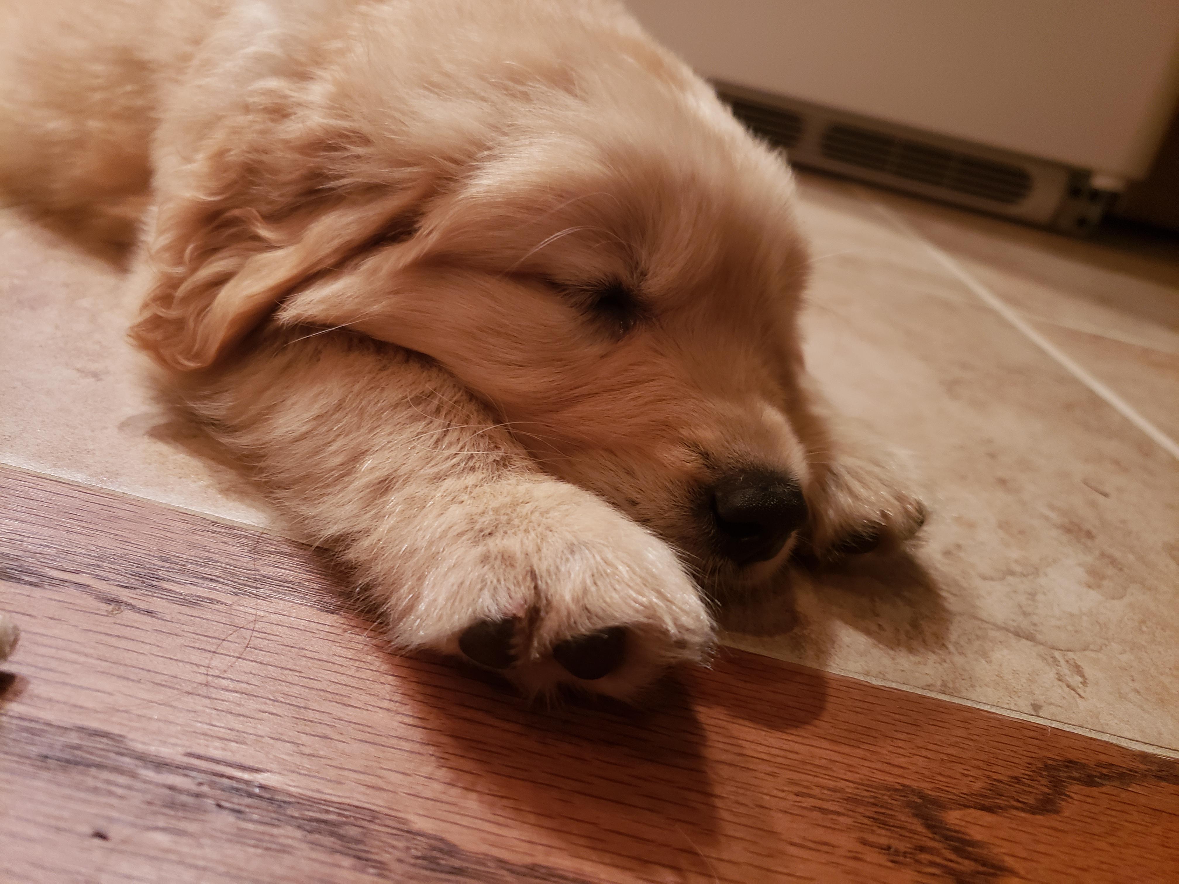 My new puppy, tired after playing with a toy 💙 r/lookatmydog