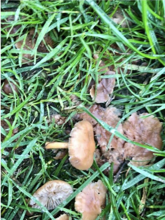Can anyone id these mushrooms they poisoned my dog. My dog ate these is