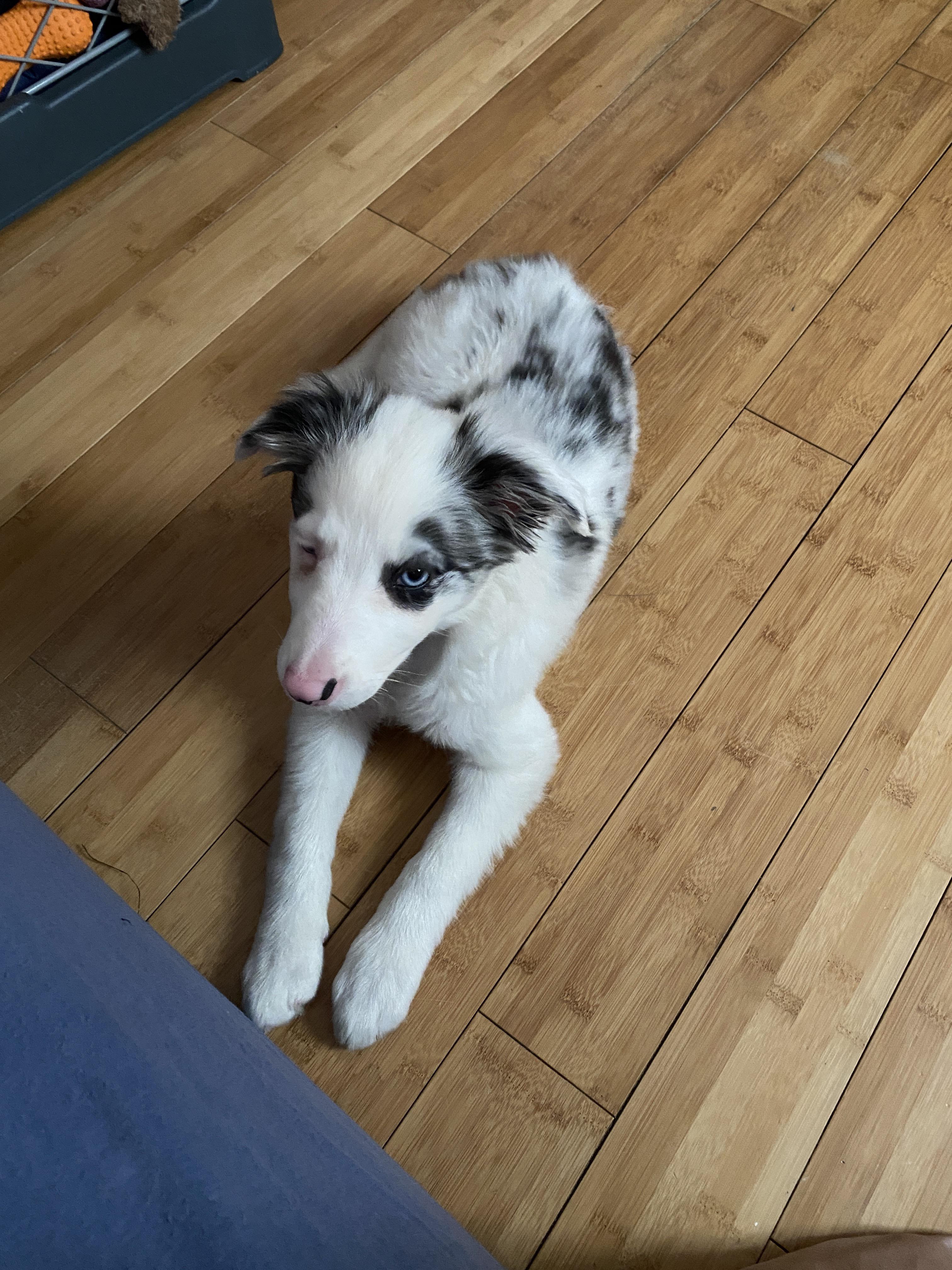 Australian Shepherd Border Collie Lab Mix