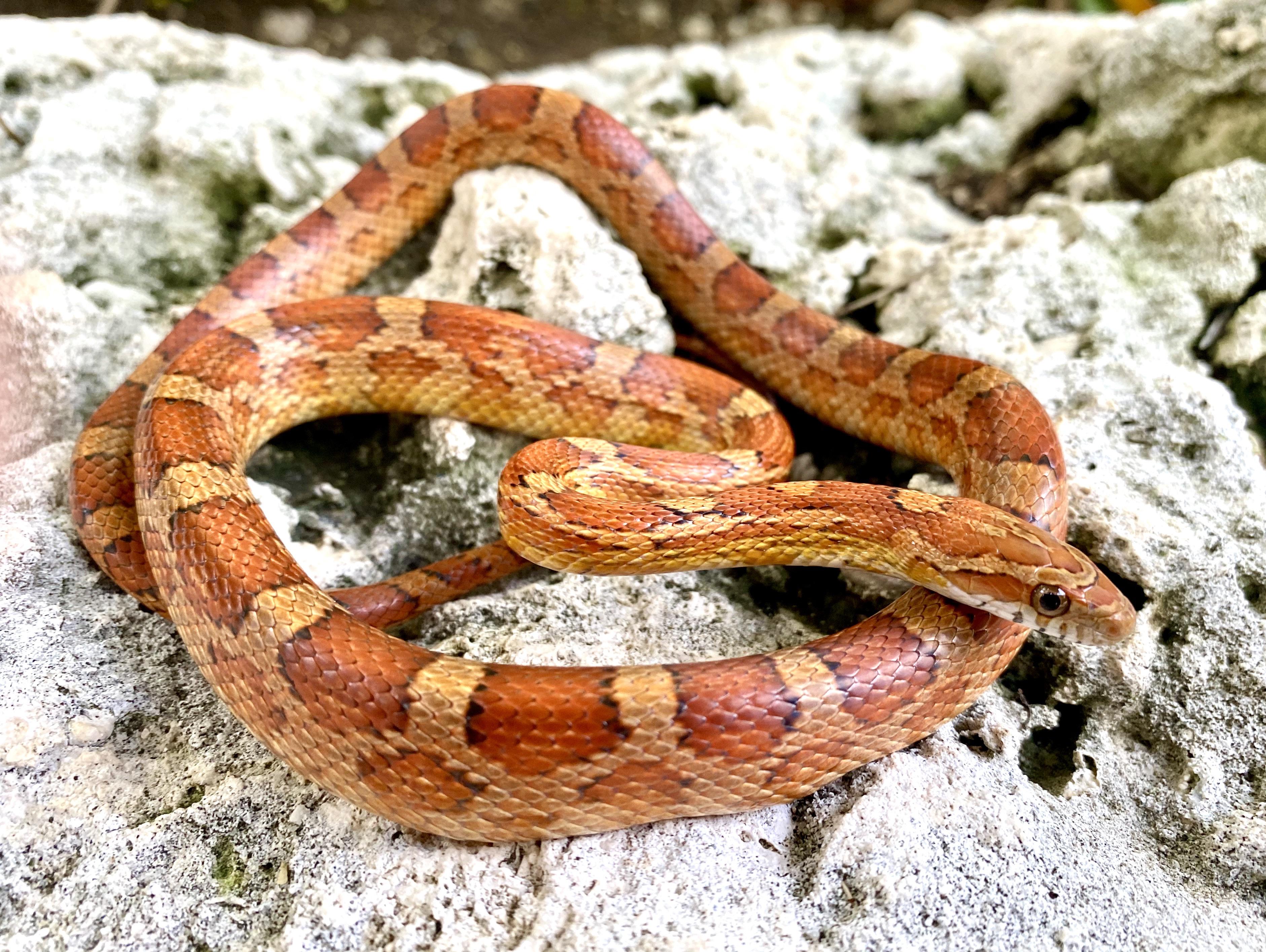 Quite simply a corn snake, but the island form from the Florida keys