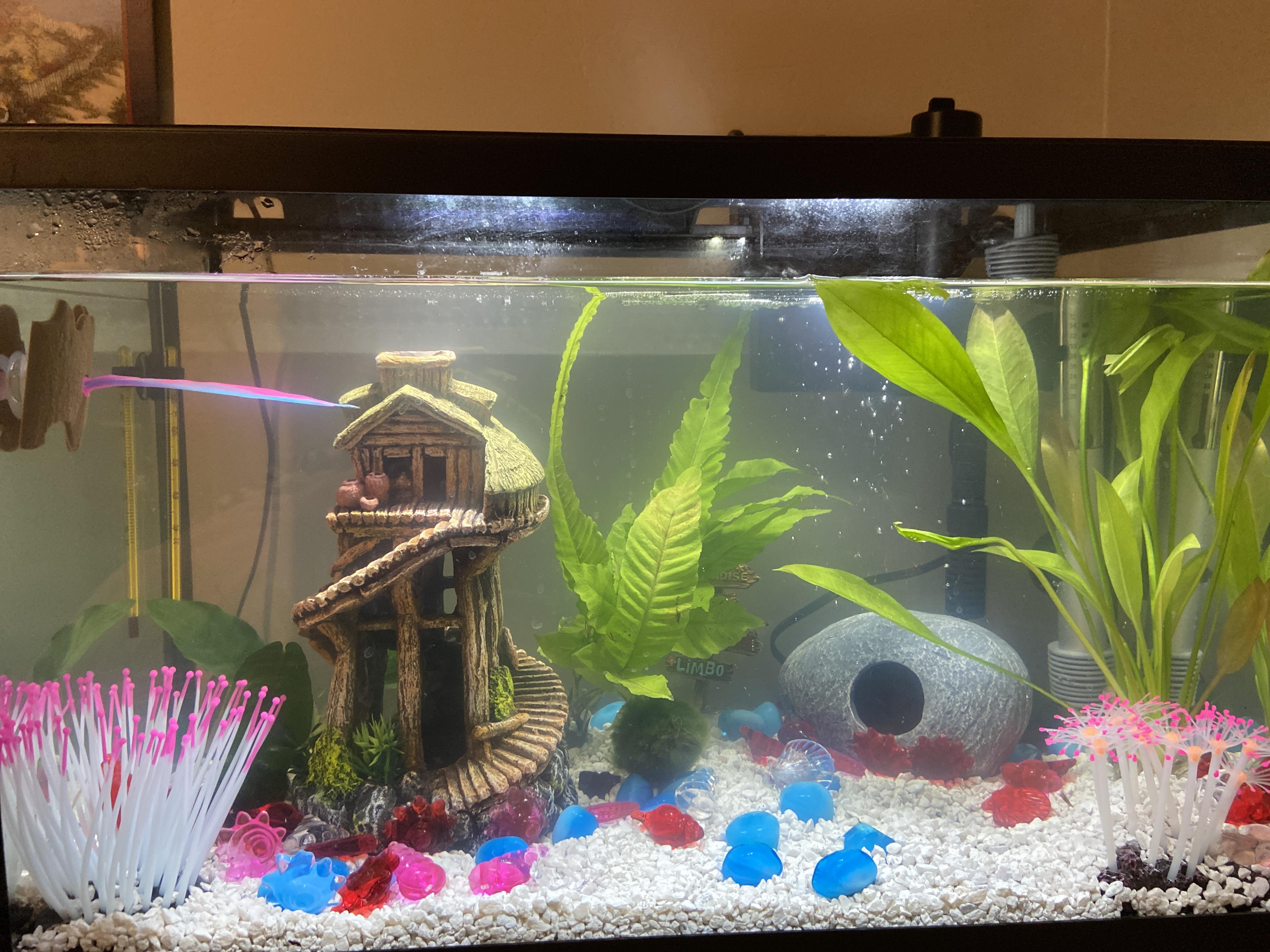 Can’t figure out why my fishless cycling tank is cloudy because I’ve