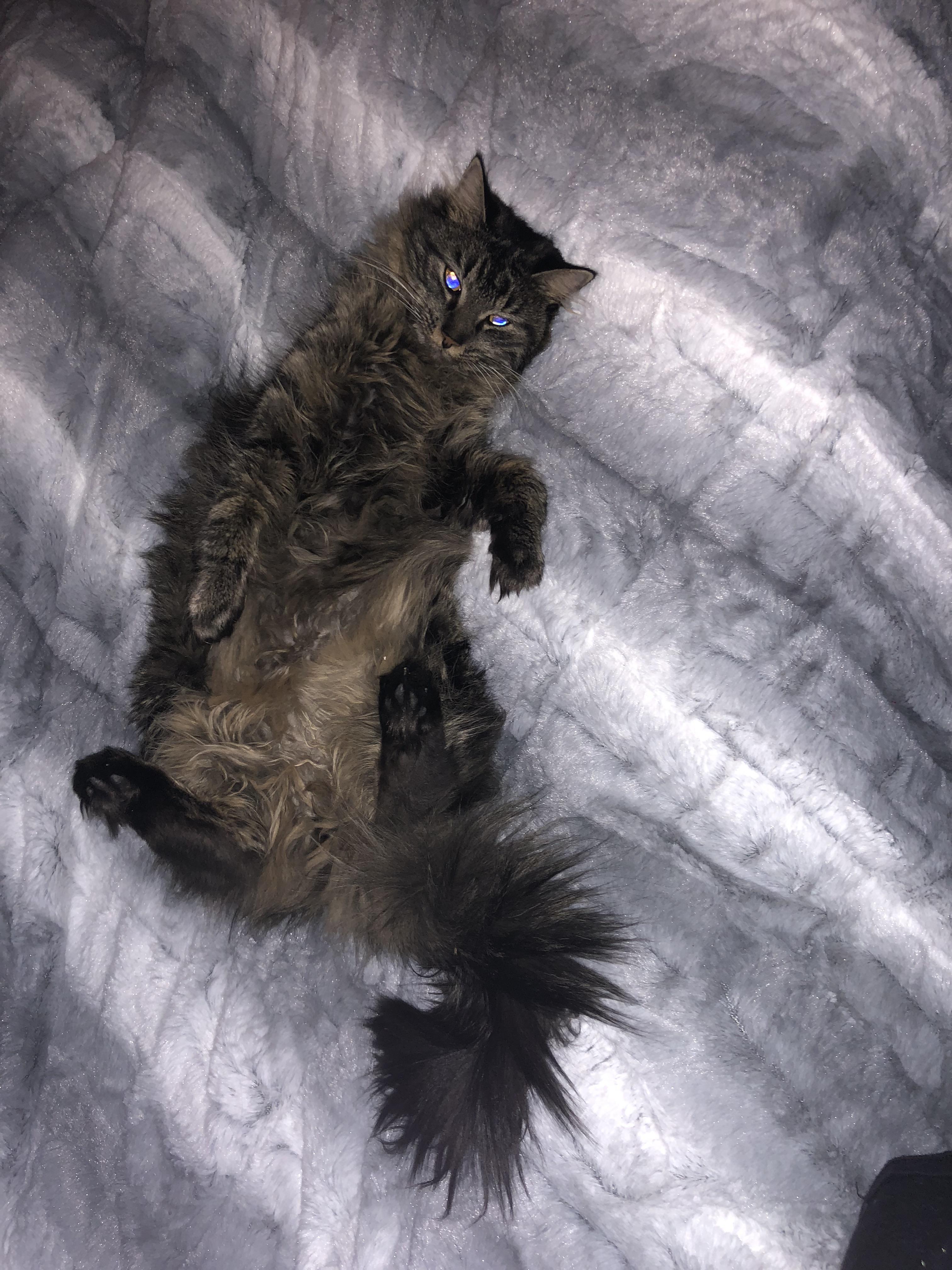 Tequila my maine coon wanting her belly rubbed. r/MaineCoon