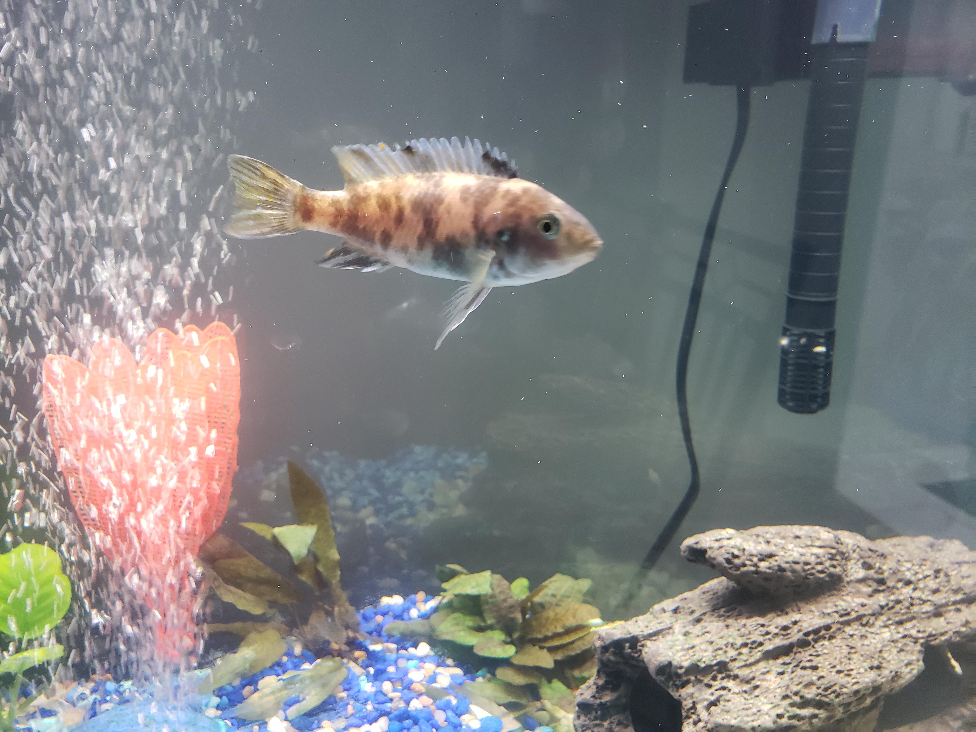 Weird question Can female African Cichlids produce and hold eggs as