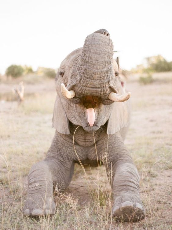 The happiest baby elephant r/aww