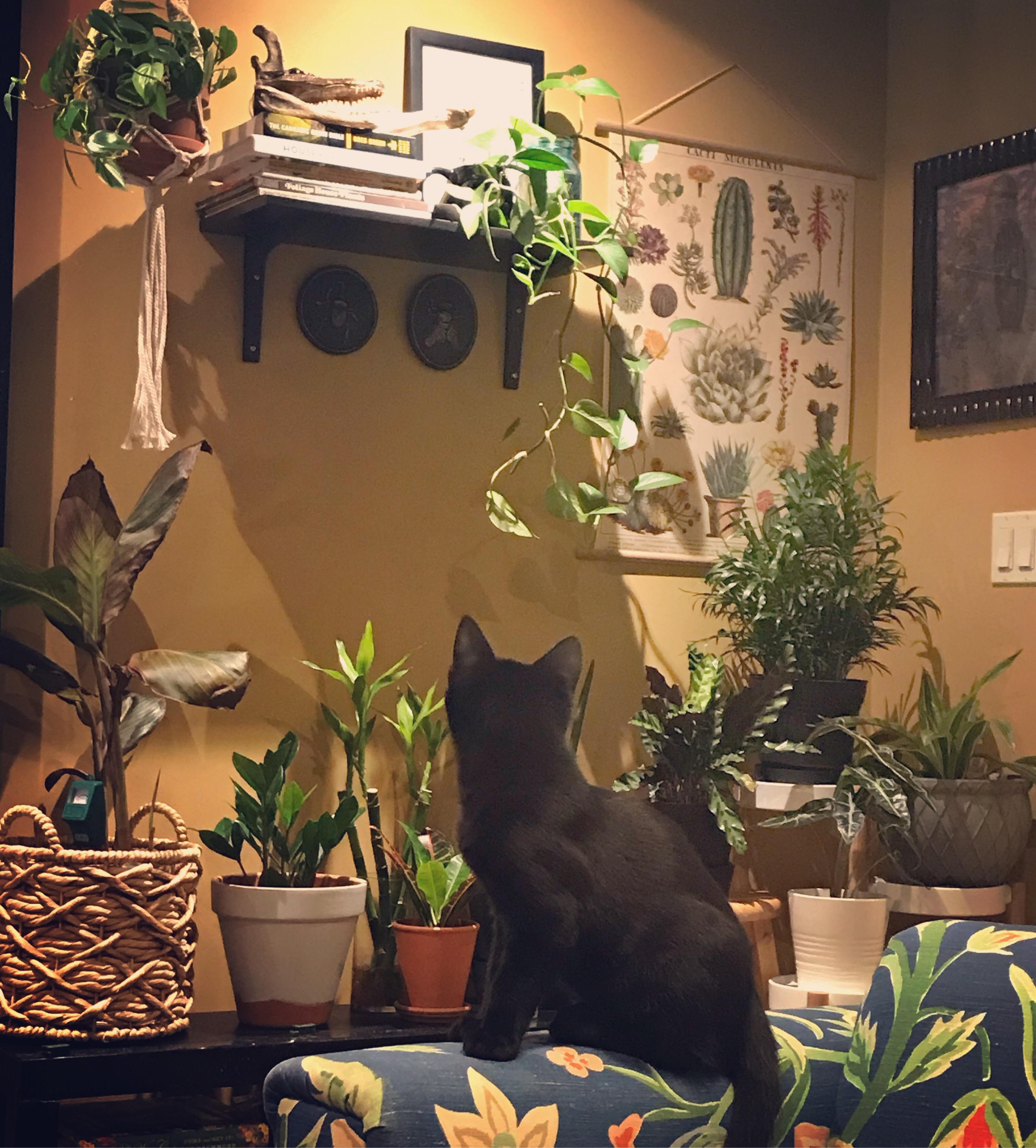 Houseplants and cat 🖤 r/houseplants