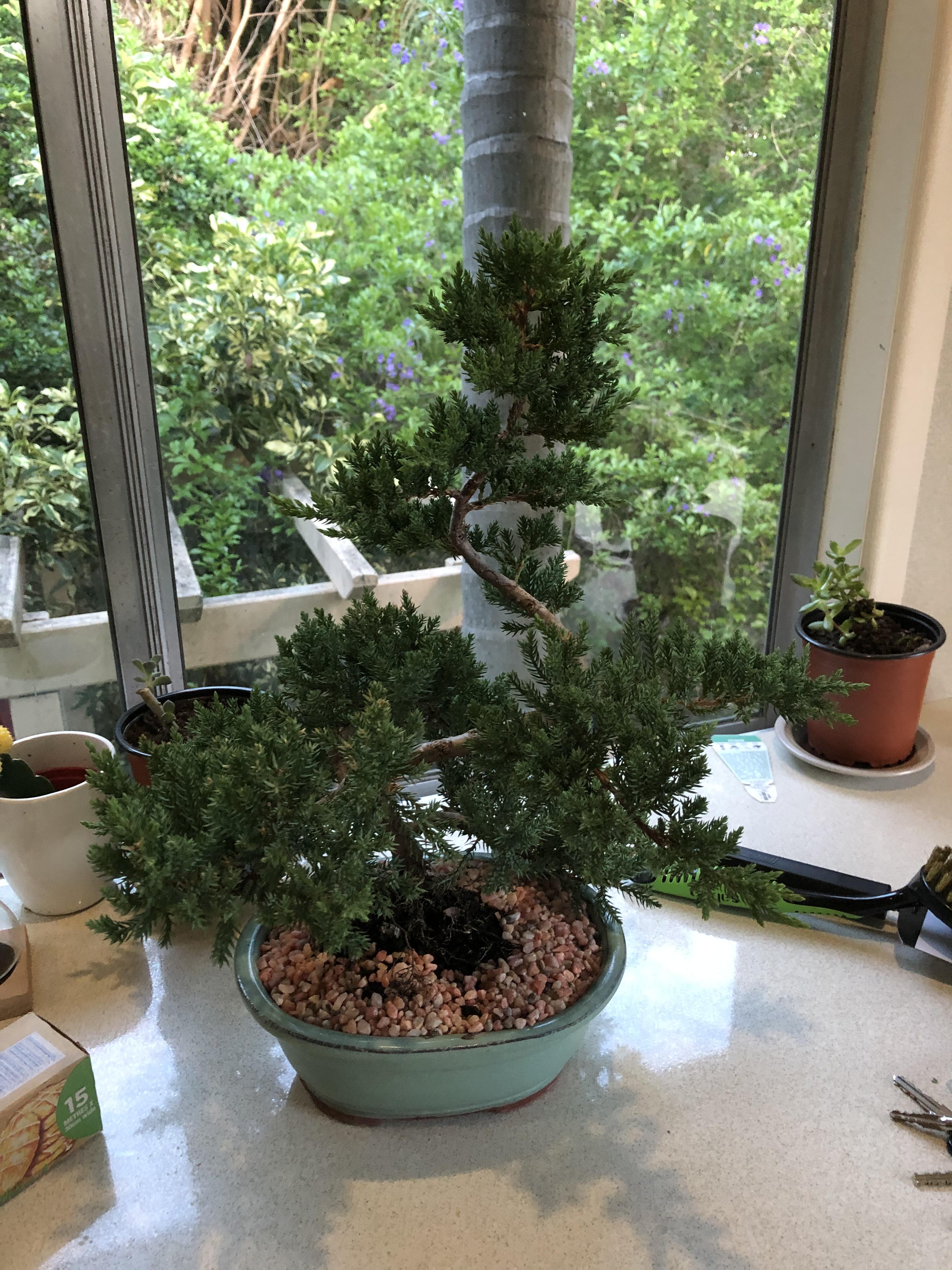 A juniper I got for Christmas r/Bonsai