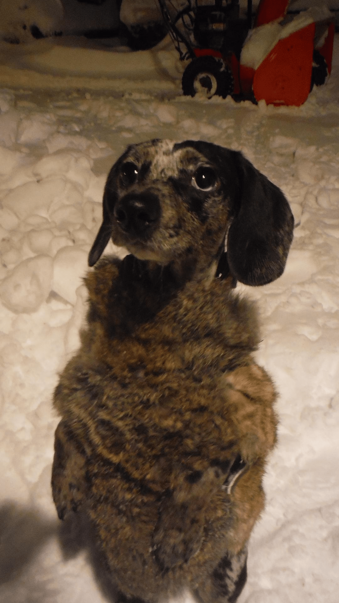 Test fitting a homemade rabbit fur coat for Phineas! Need to be taken