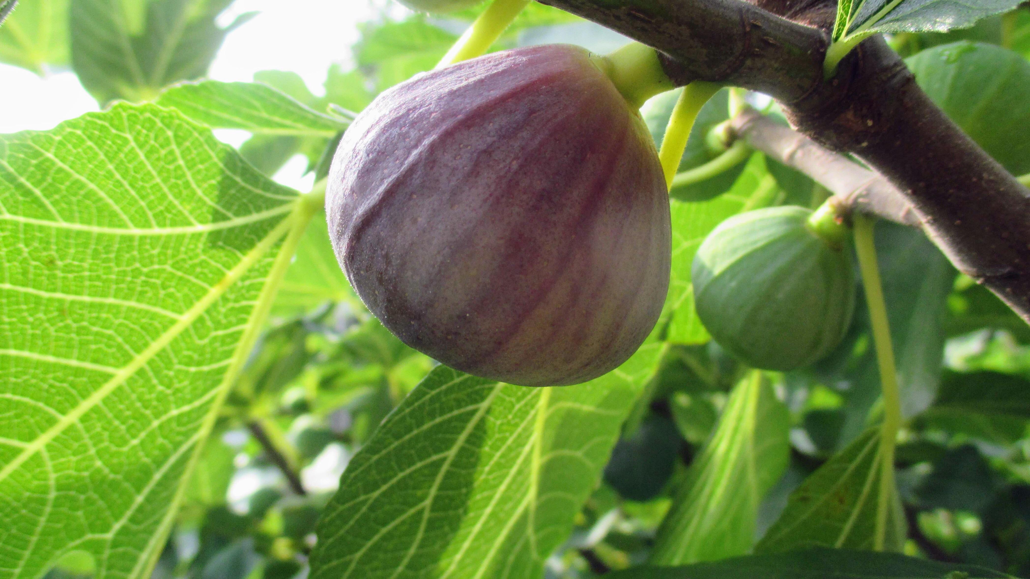Many fruits on the fig tree r/gardening