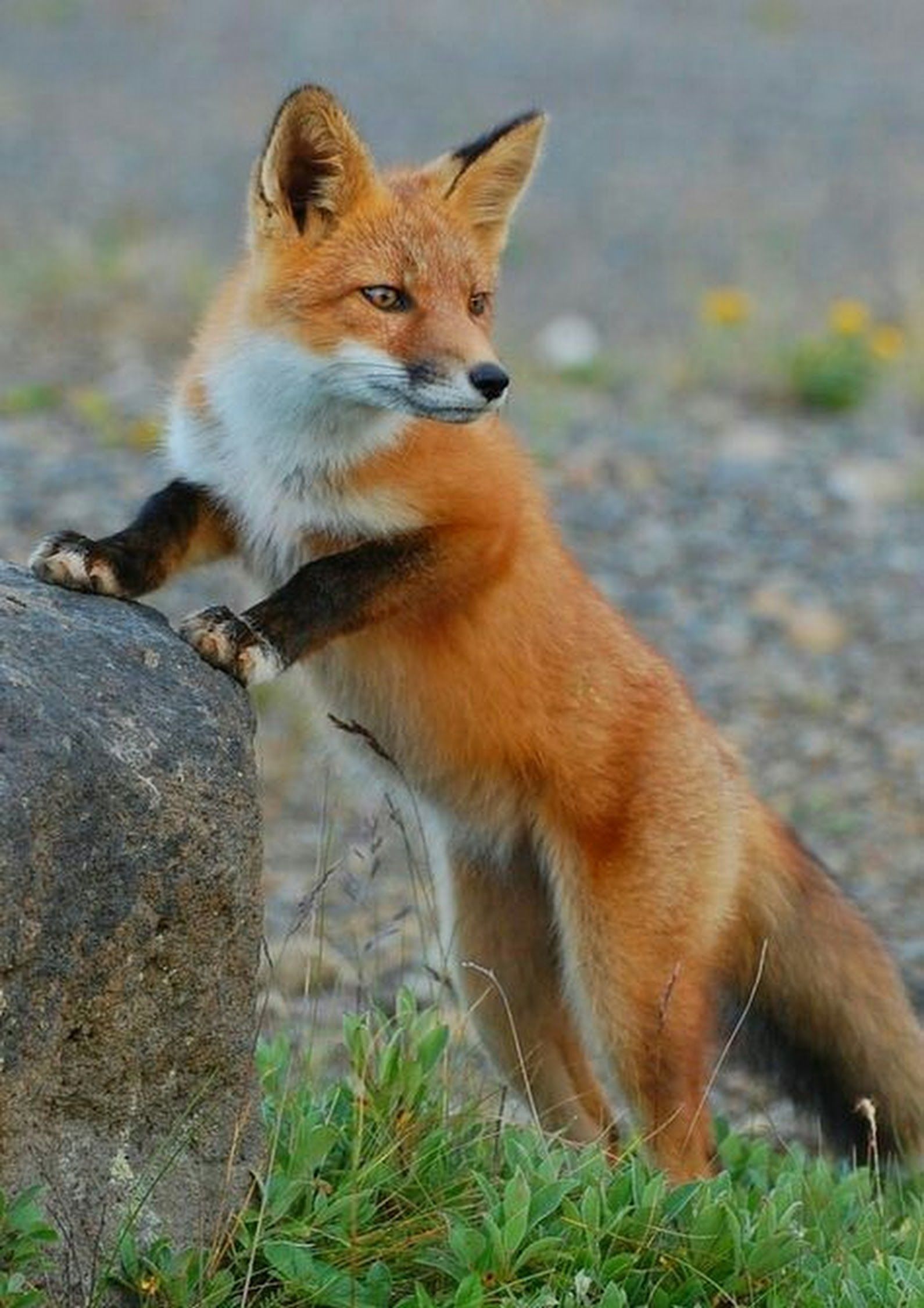 Adorable Red Fox