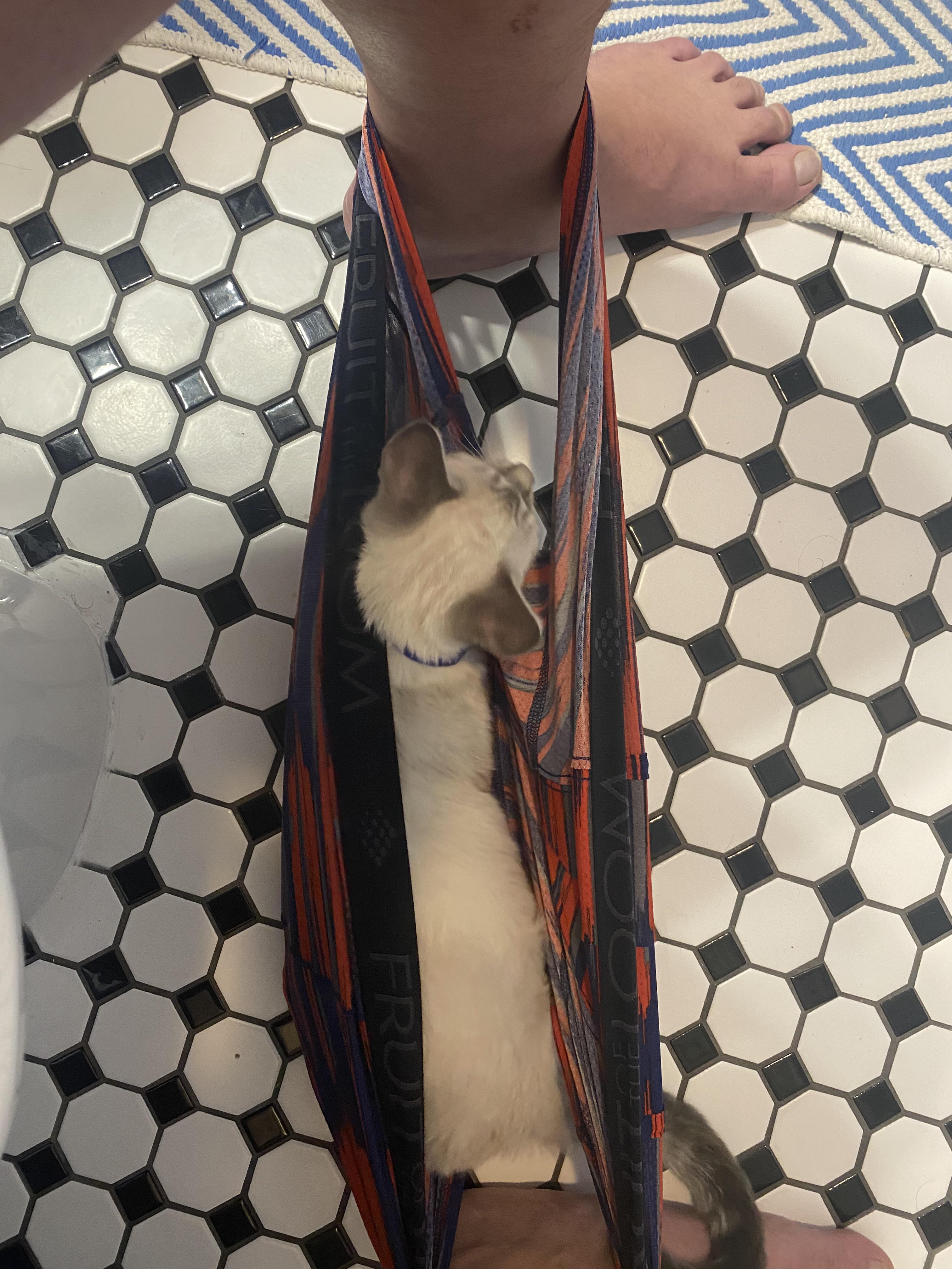 What’s weirder? A.) my cat crawling into my undies whilst on the toilet? B.) me taking a picture