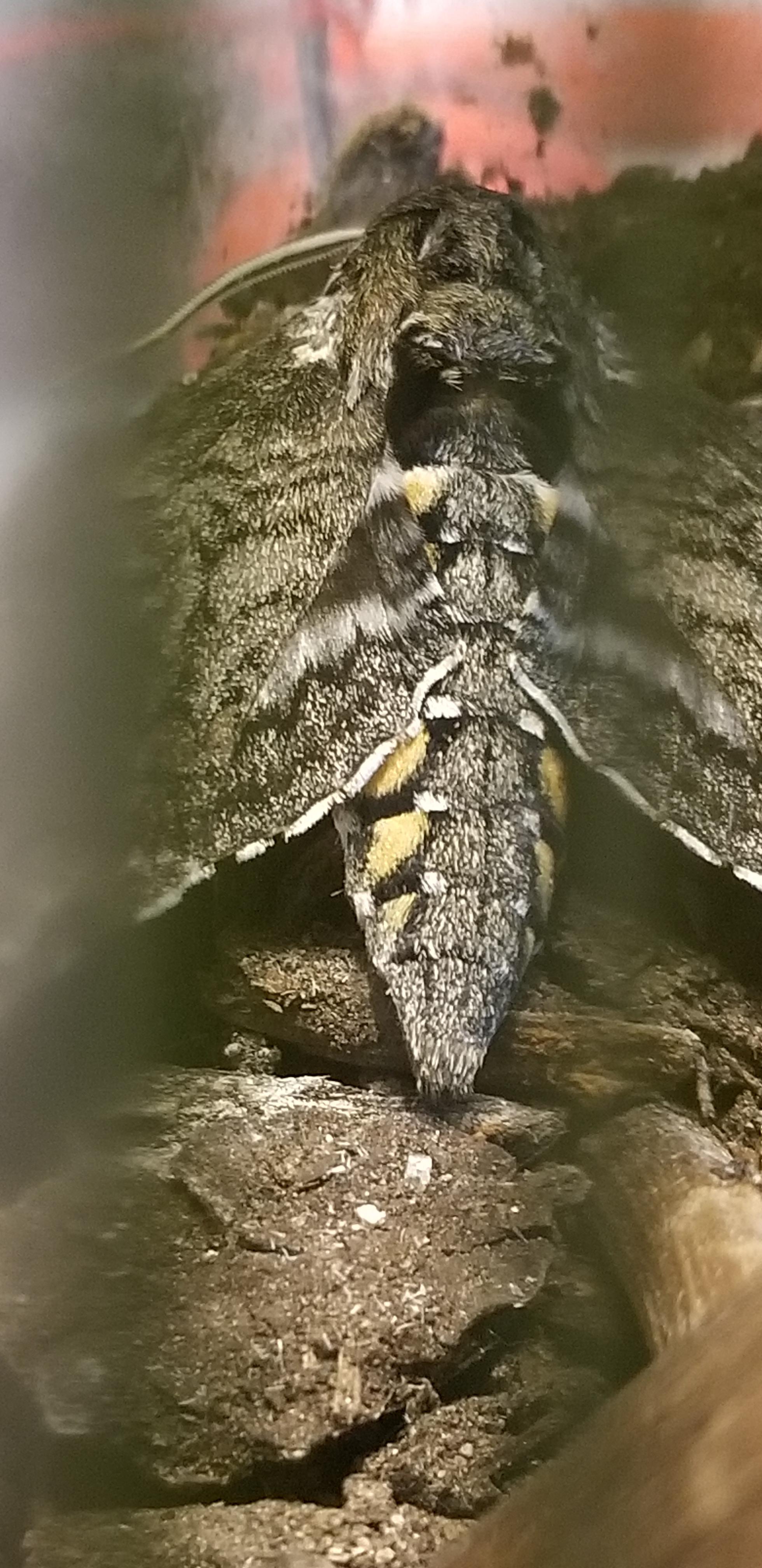 how to keep a pet moth? moths