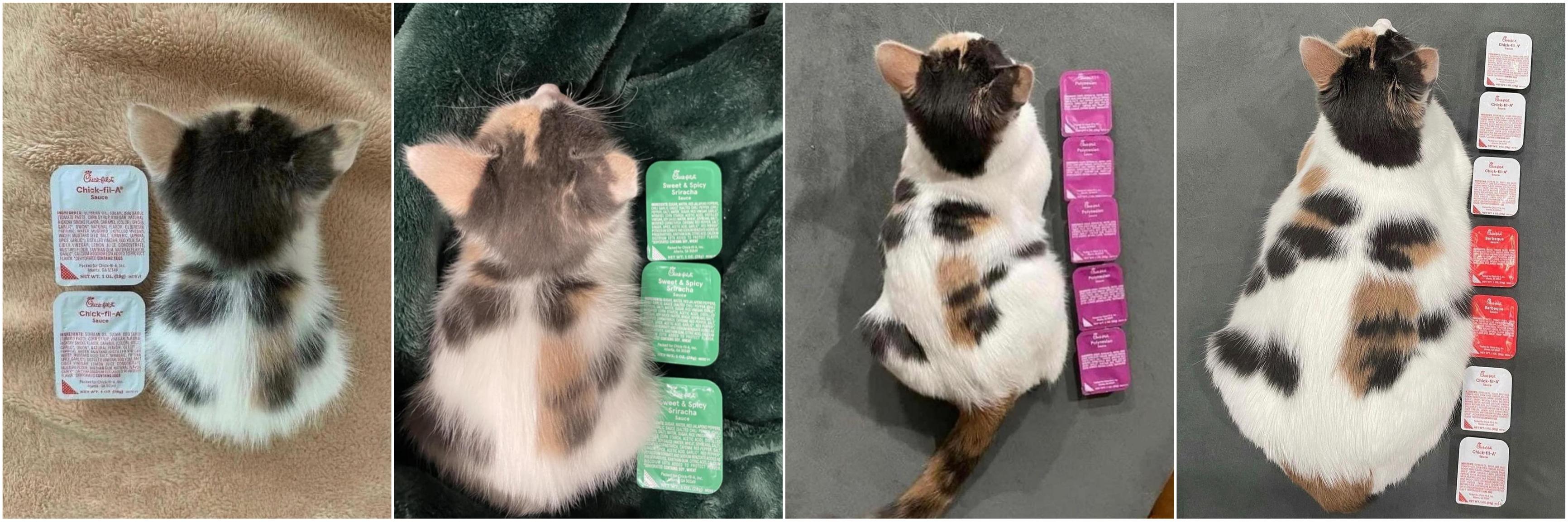 ⚠️IMPORTANT UPDATE📢 The kitten that was two sauces long is now seven