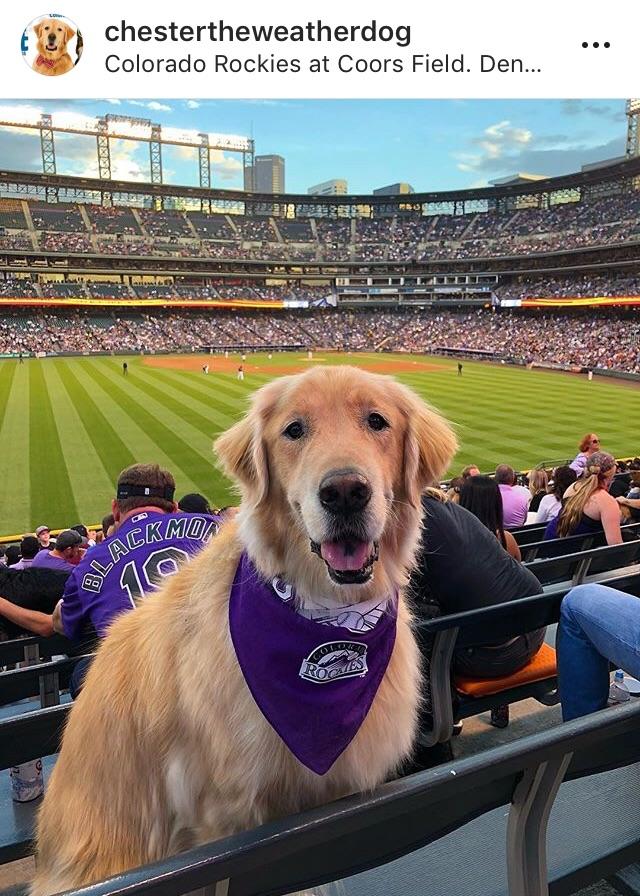 Chester the tv weather dog reporting from the field r/dogswithjobs