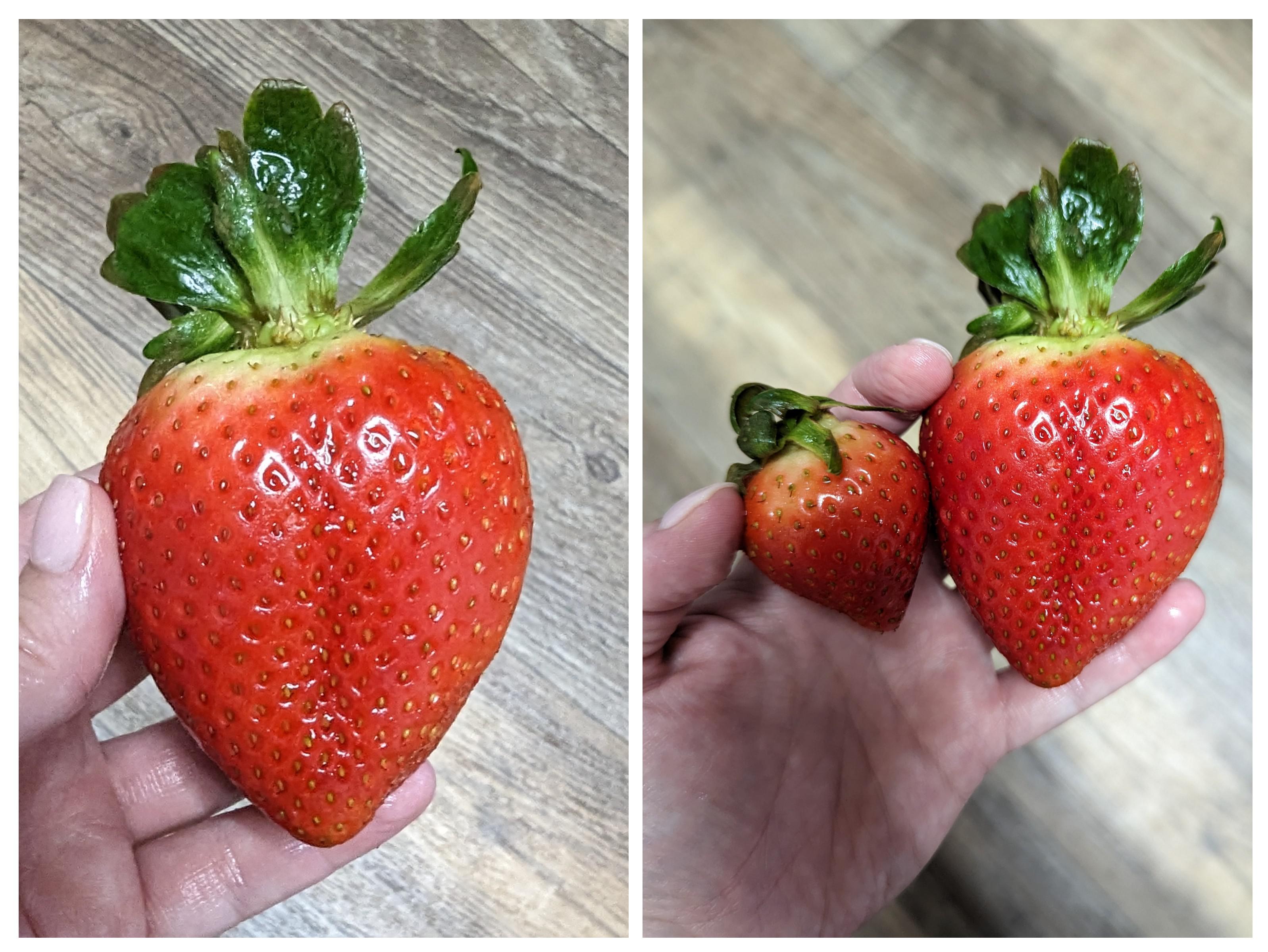 What in the Costco Organic Strawberries?! r/Costco
