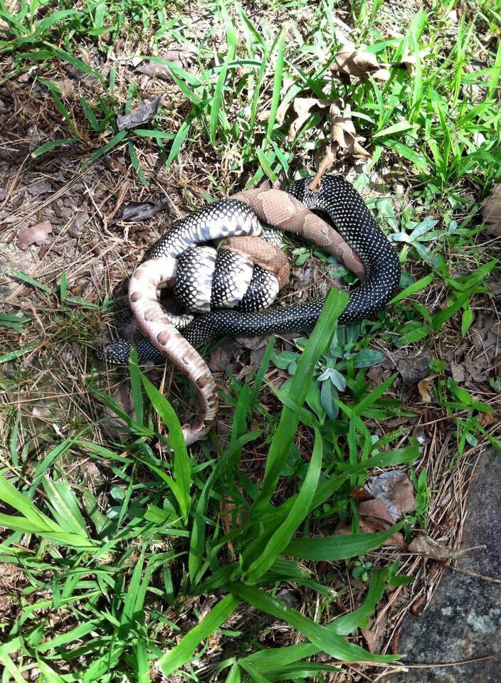 PSA Don’t kill king snakes or black snakes because this is what they