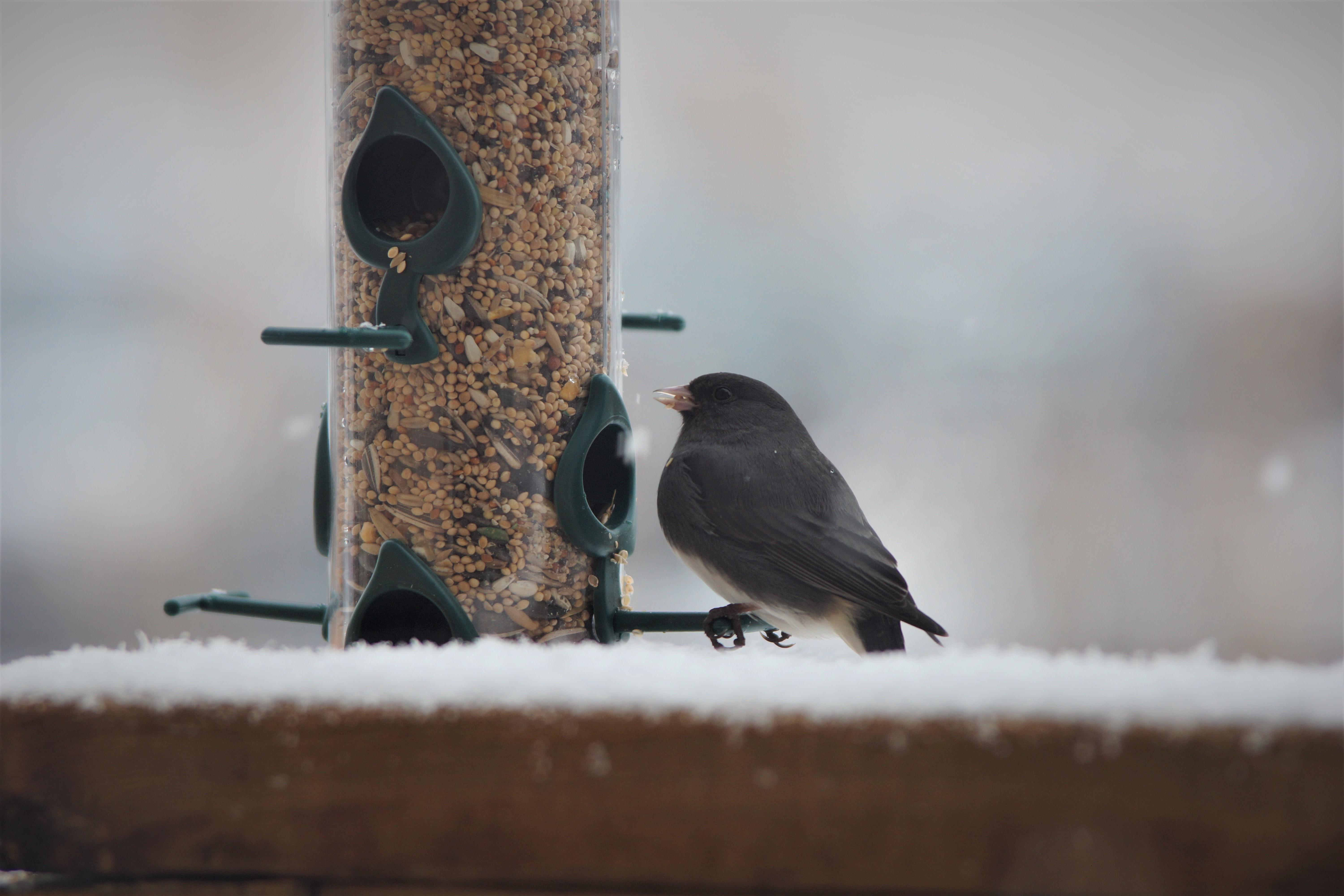 A Junco on seed in a snowfall in S.Ontario CAN. r/birding