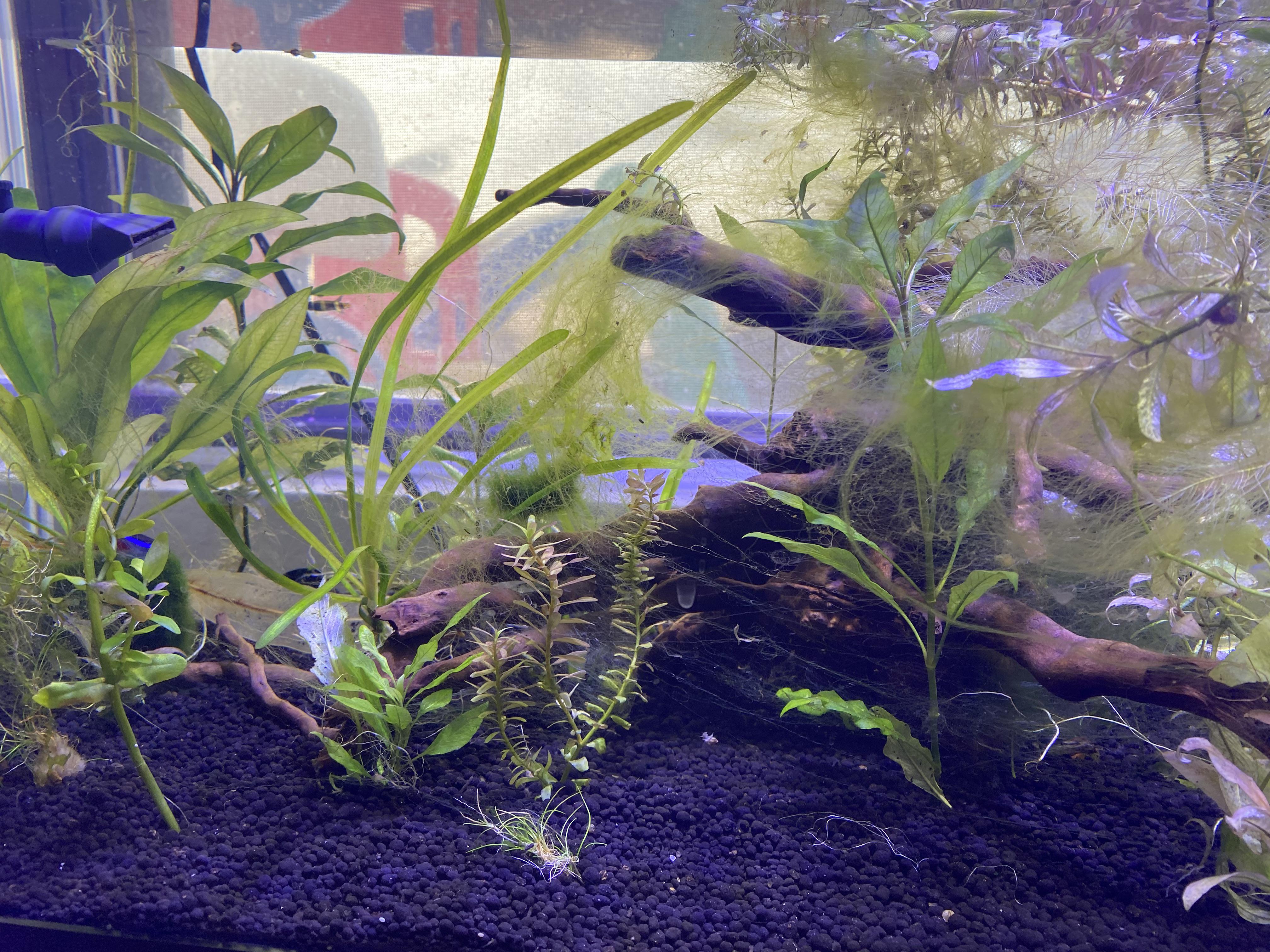 Any snails that eat Green Hair Algae ? r/Aquariums