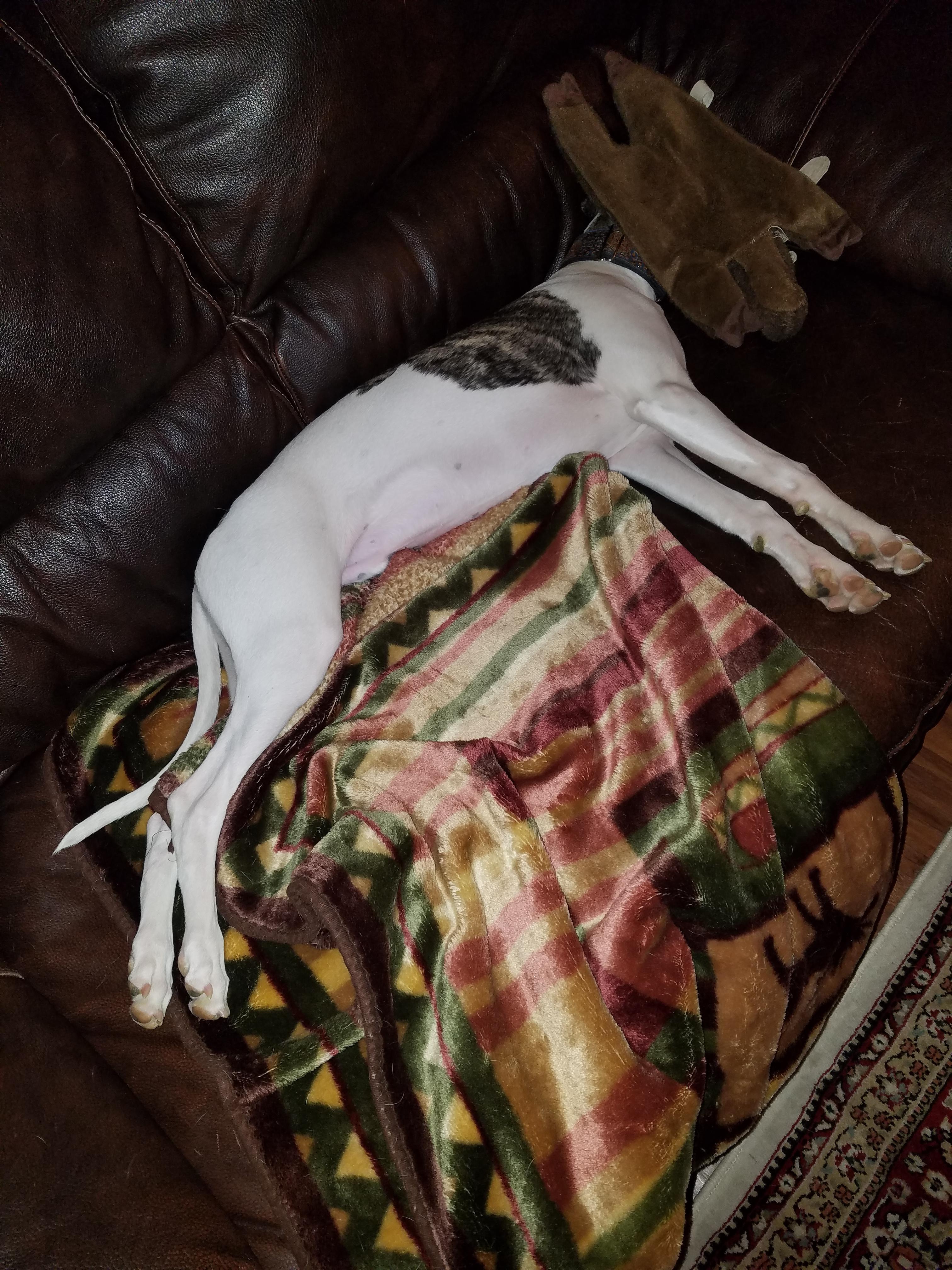 Silly long dog covers his head to sleep. He is adorably goofy. r