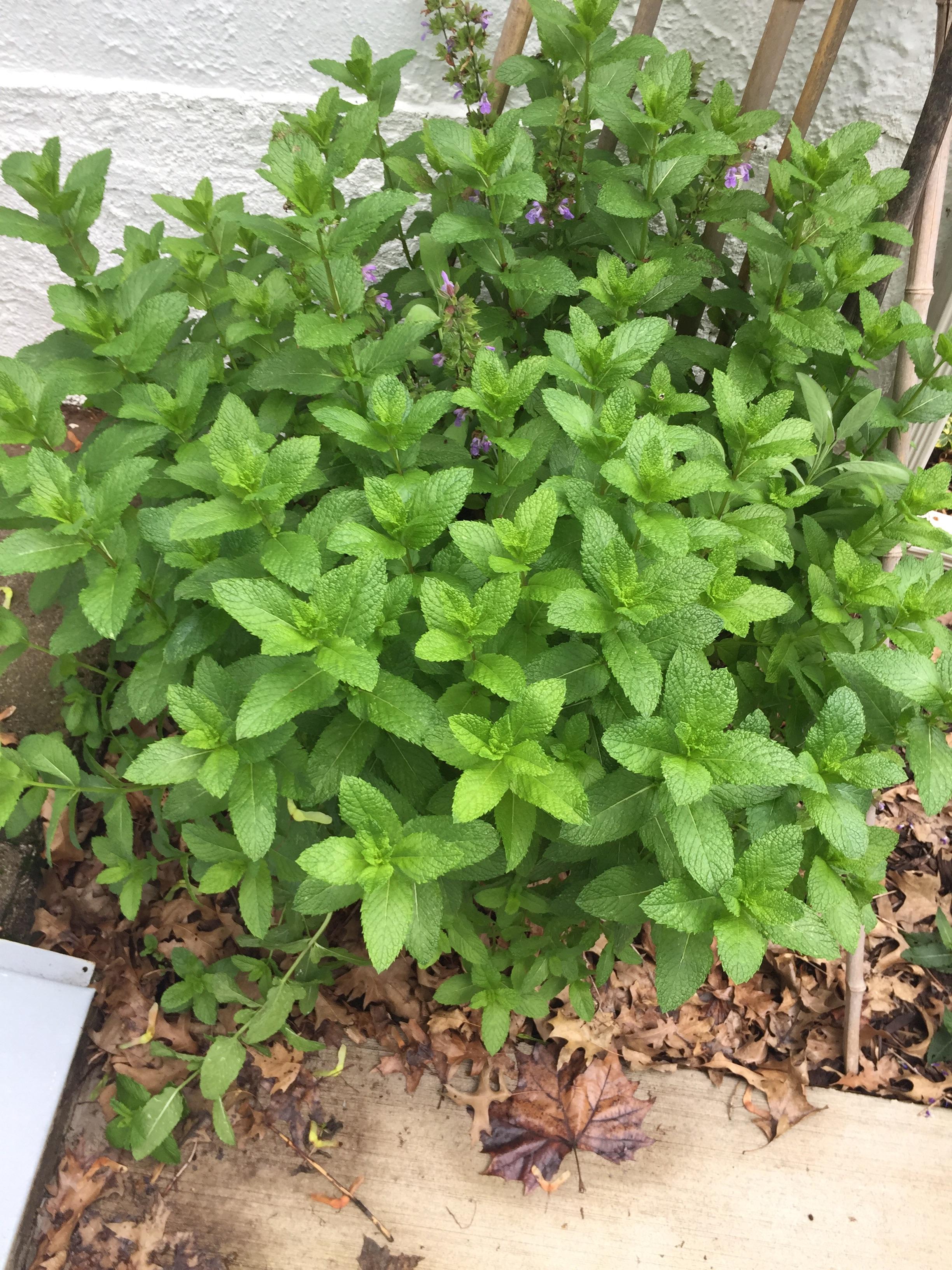 Can I take a trimming of this mint plant and grow some myself? r