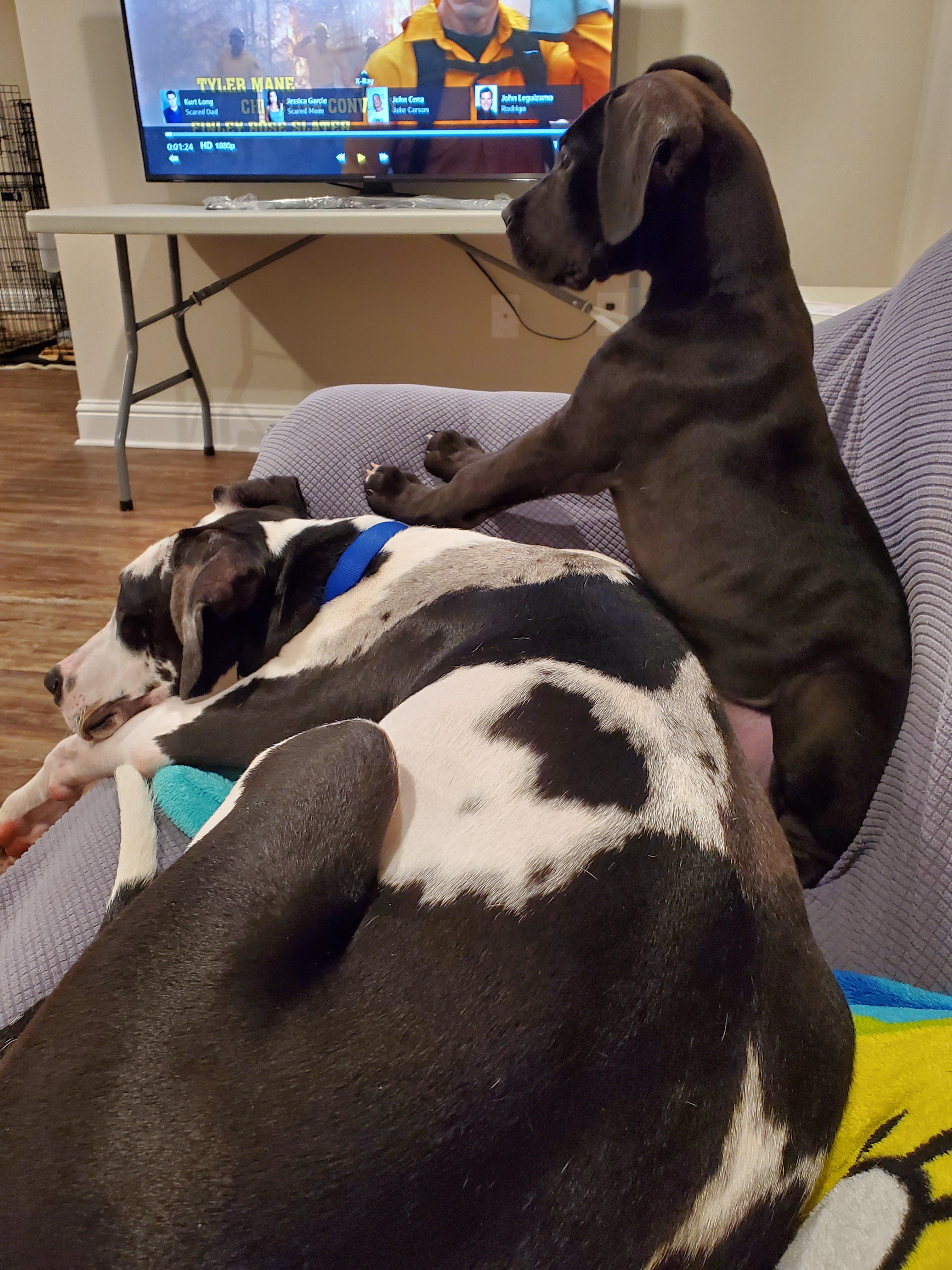 9 month old and a 2 month old great Danes! They both like to sit on my