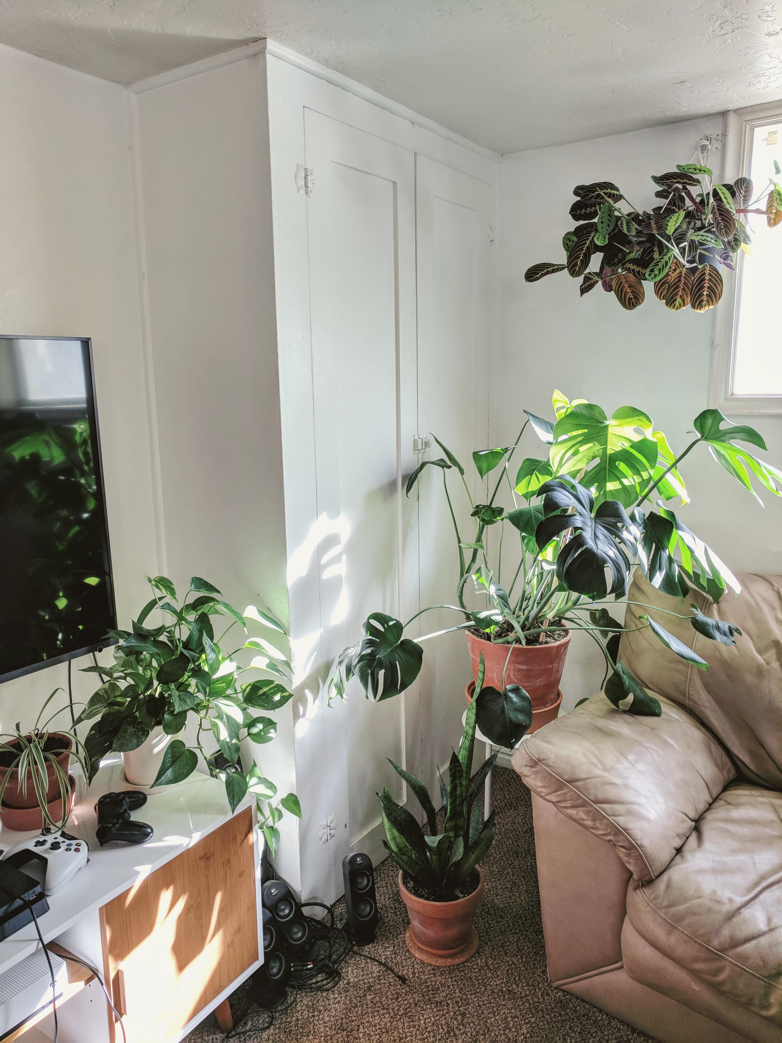 My best plant corner 🌱 r/houseplants