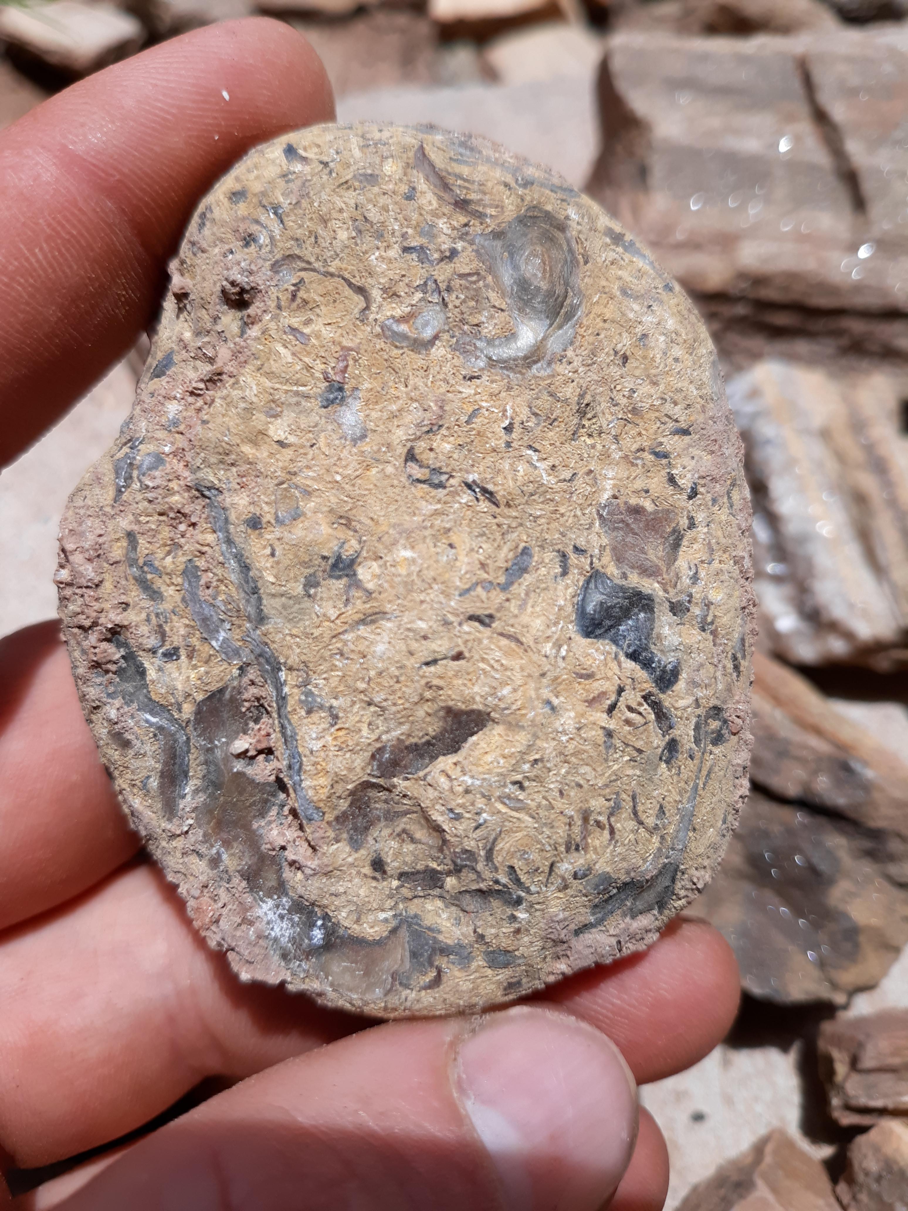 Found in southern Utah! Any identifiable fossils right off the bat? I