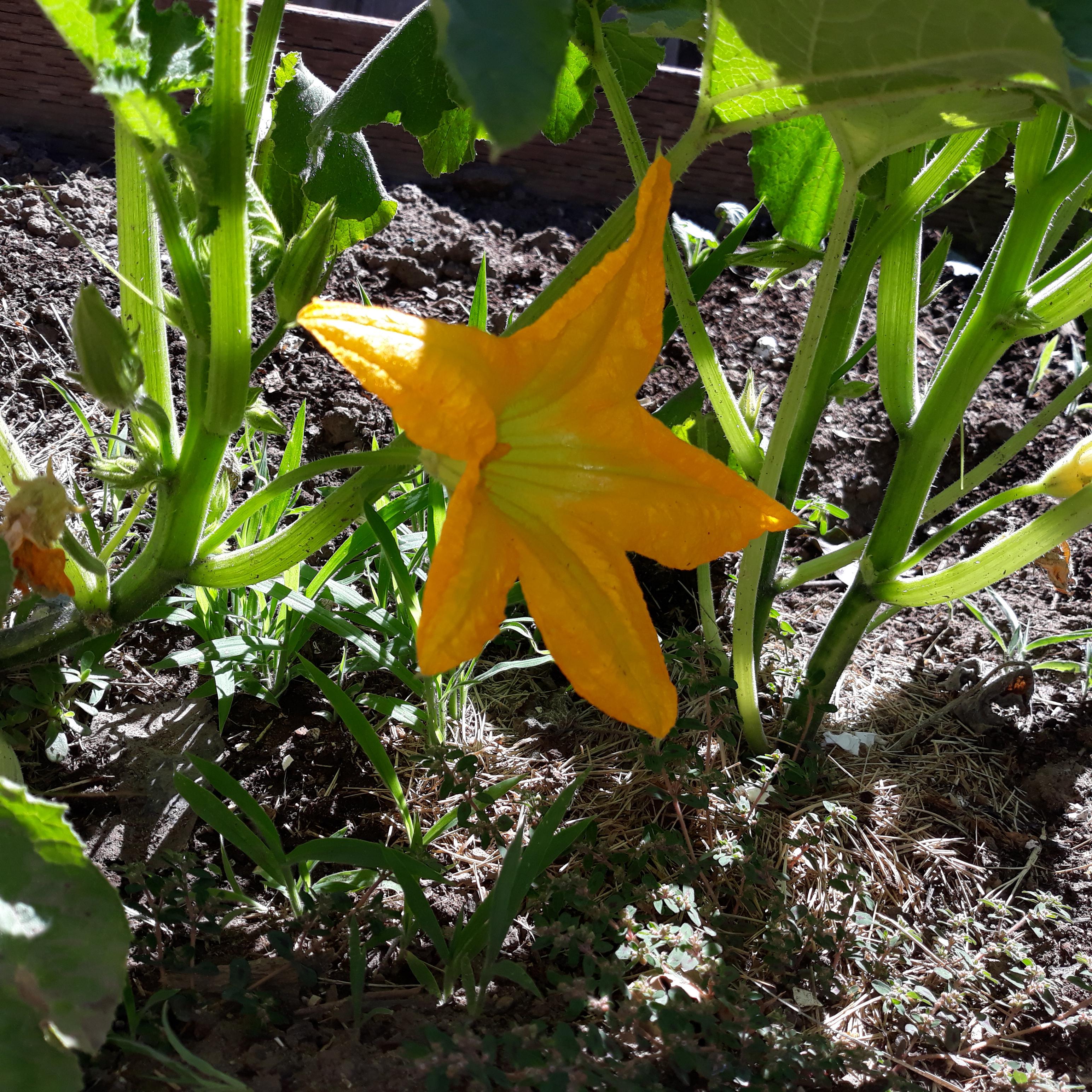 Where are all my female flowers 😭 I have 2 pumpkin plants blooming but