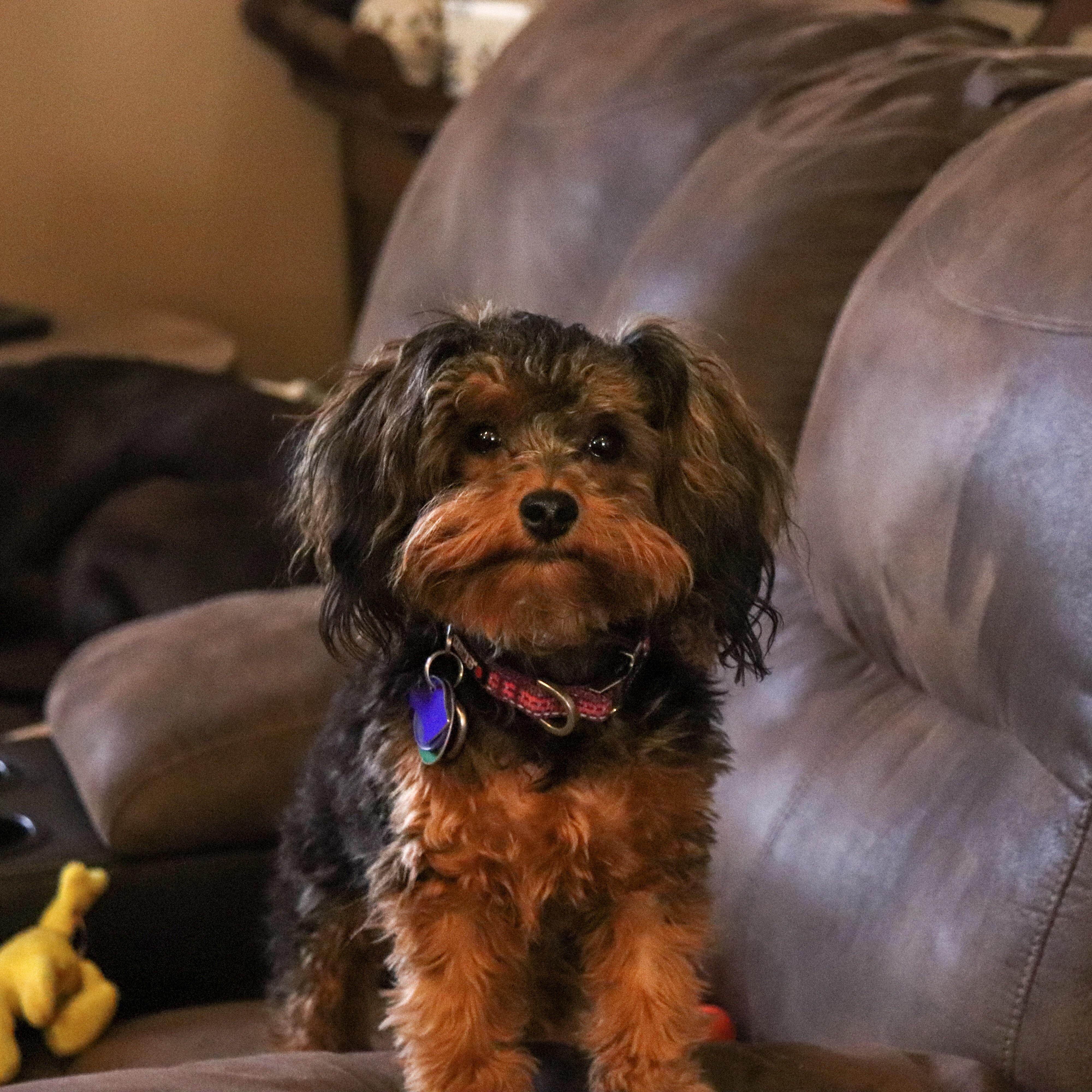 My parents bought a Yorkie Poodle mix, She’s too adorable. r/aww