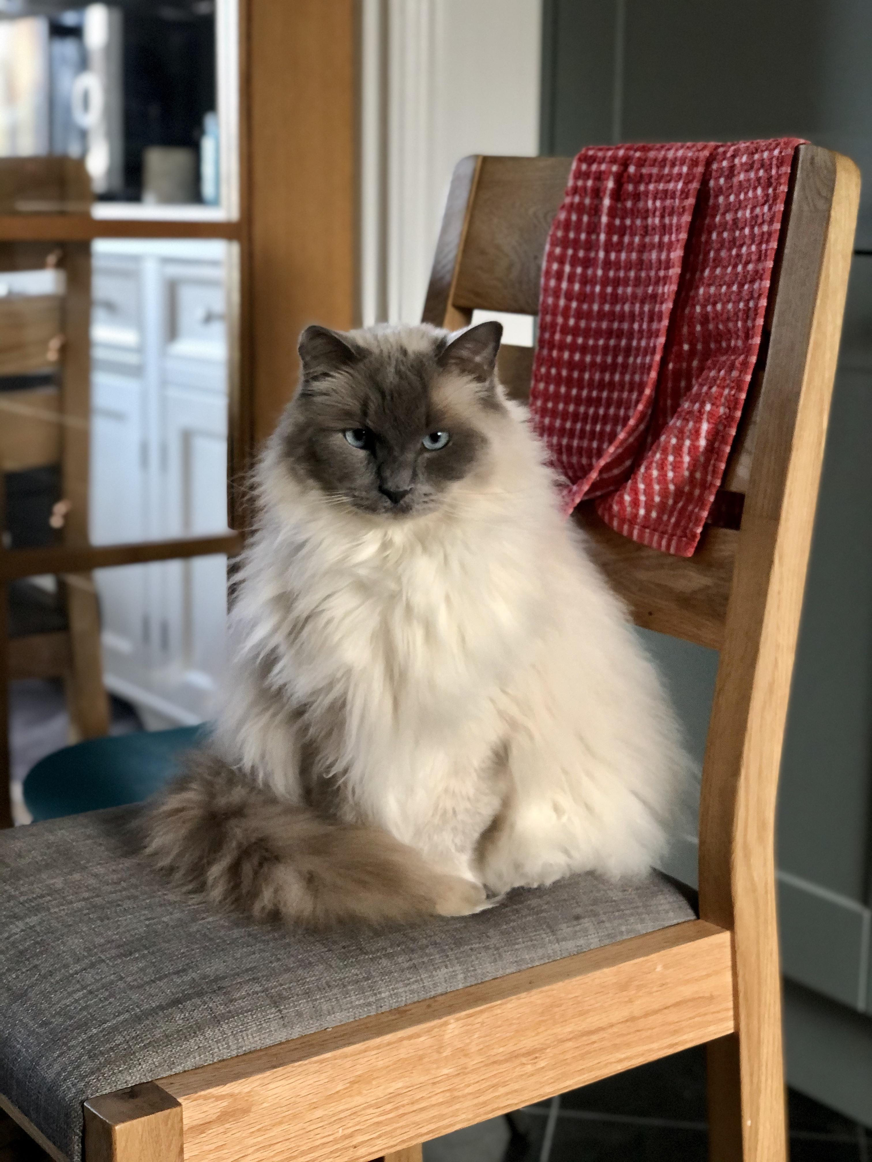 Ragdoll’s are simply the most balls of floof. Friendliest cats