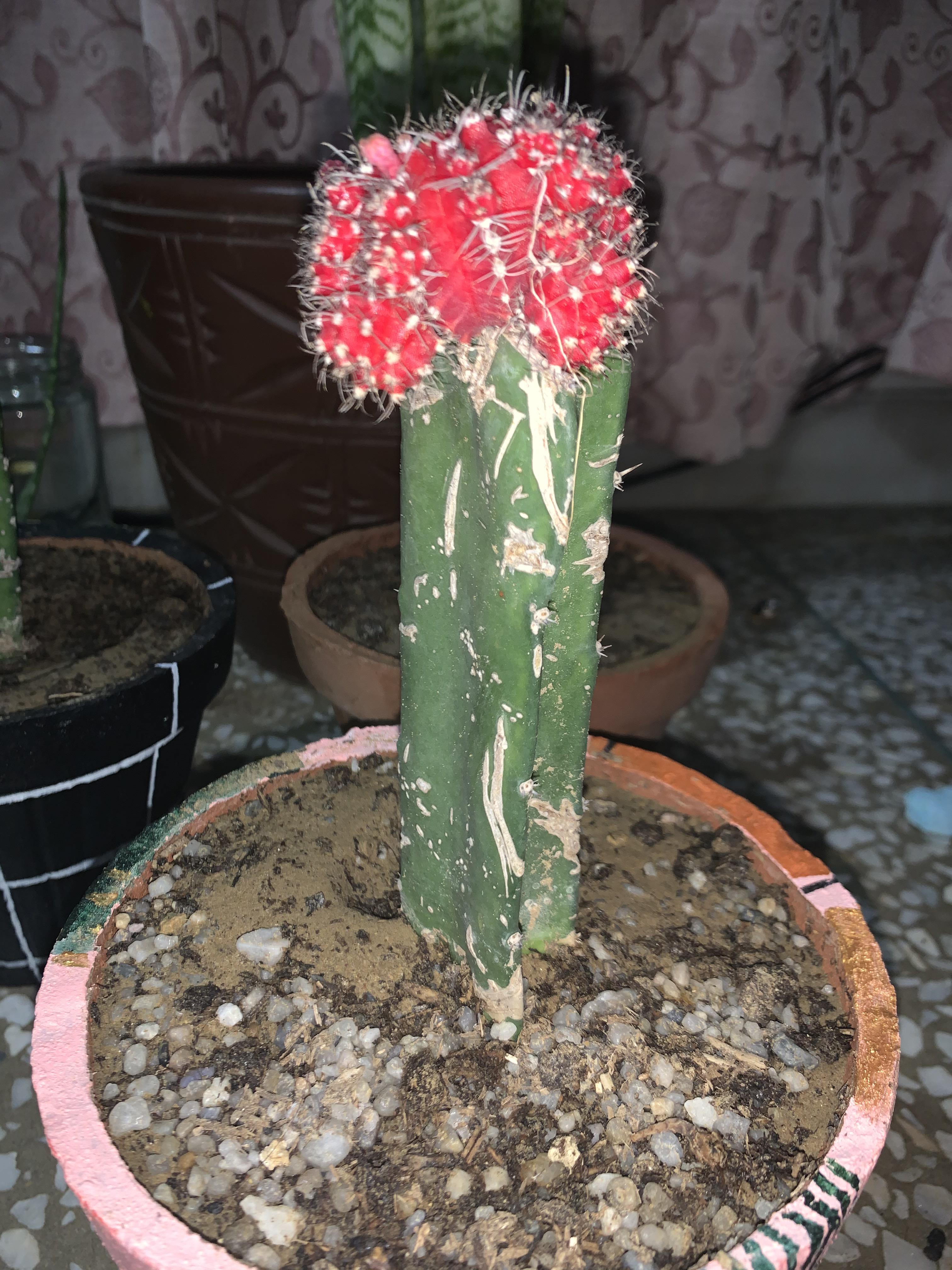 My moon cactus’ flower buds keep drying off and falling before blooming