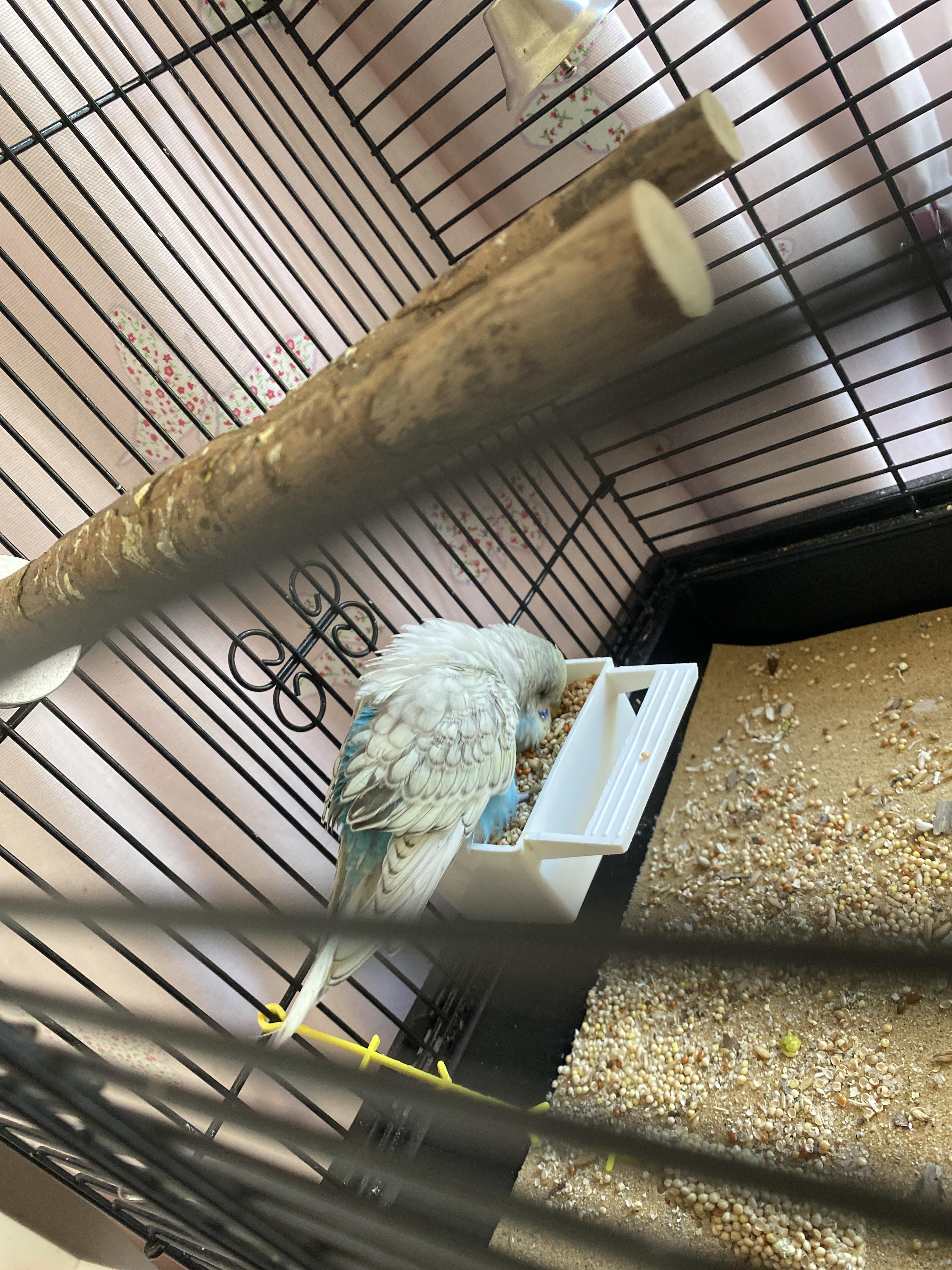 My budgie is always like this puffed up and i don’t know why can