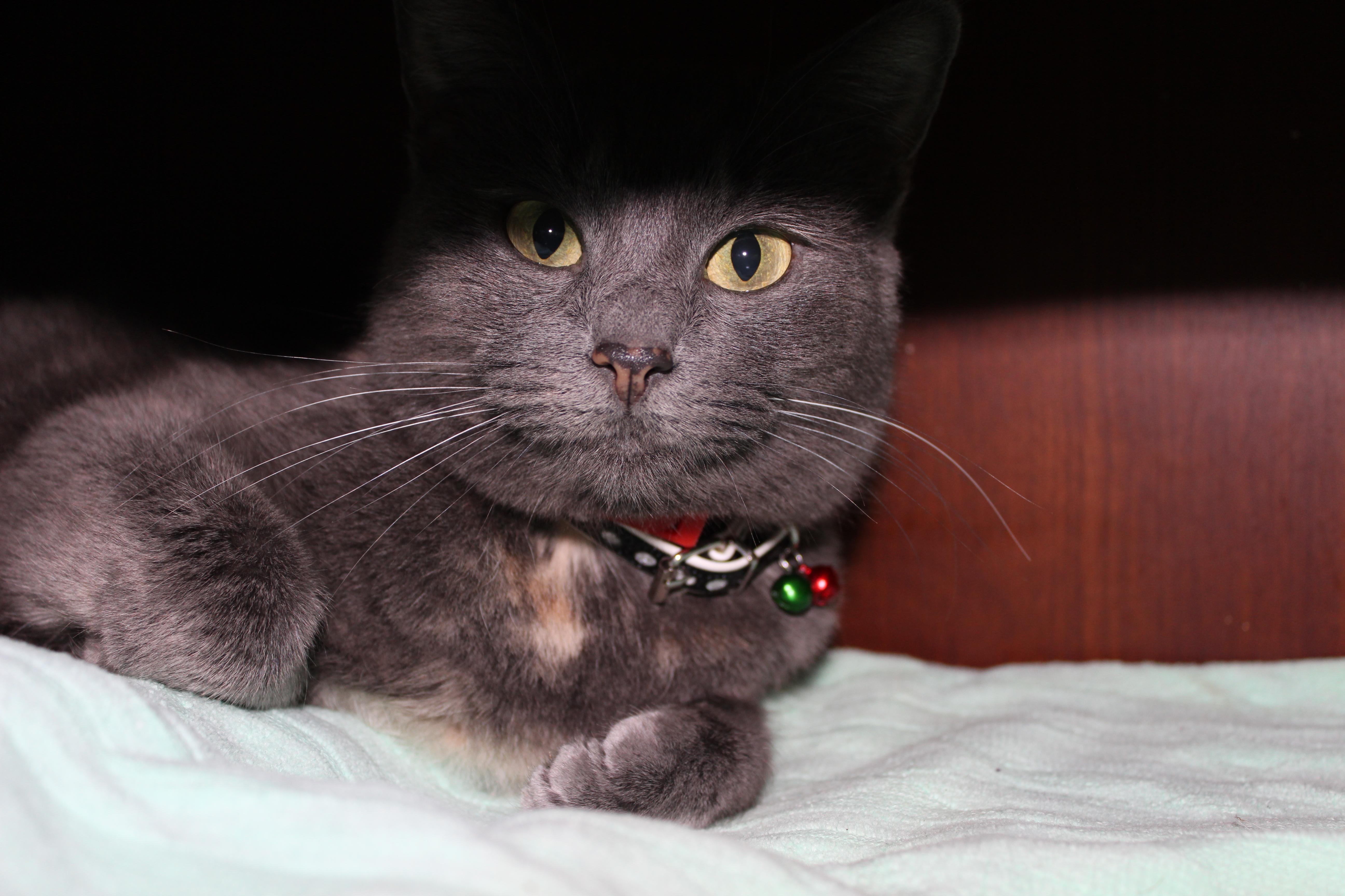 Minx, the bipolar rescued cat. She went from being really mean most of