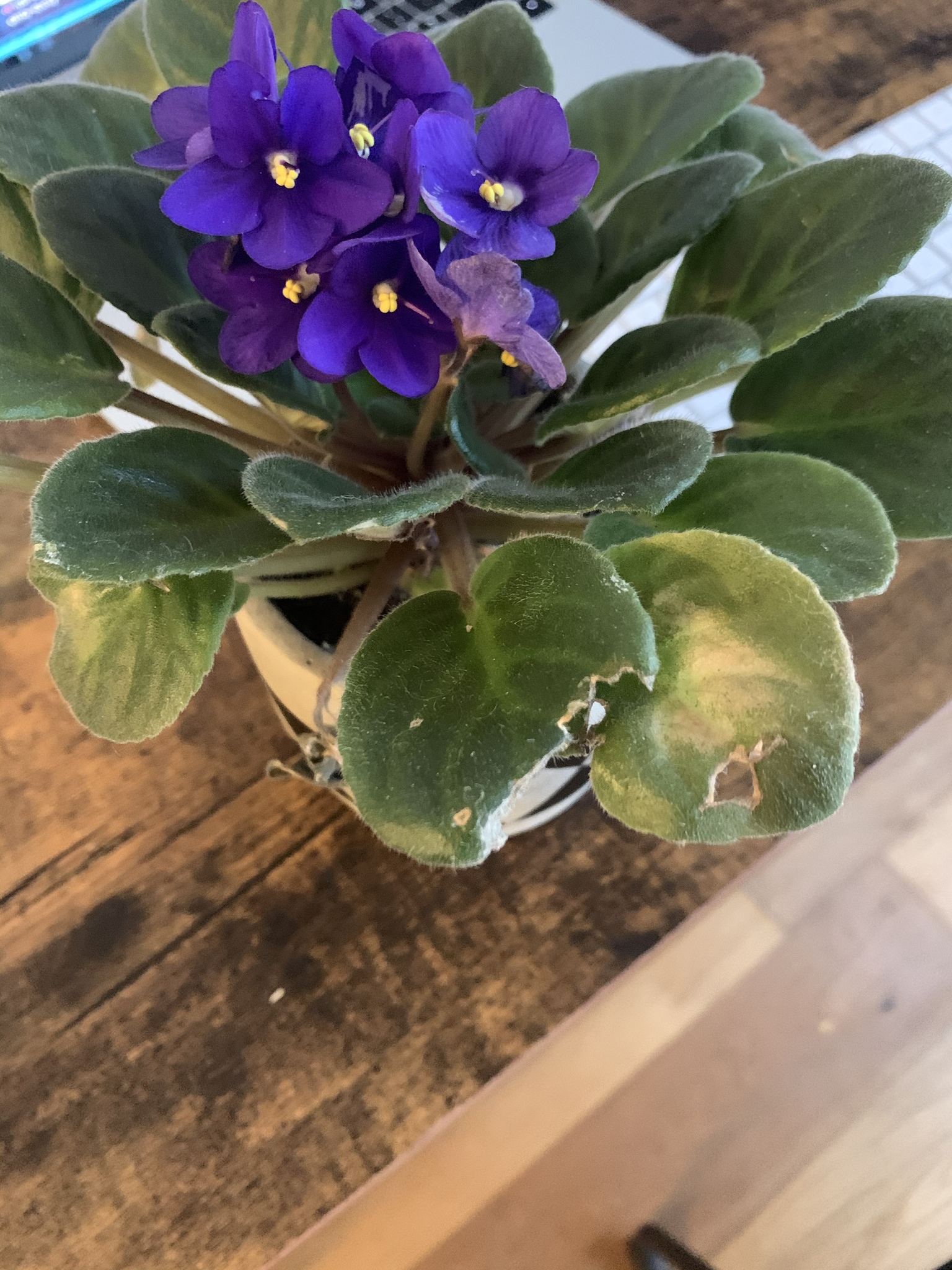 What's eating my African Violet and discoloring its flowers? Context in