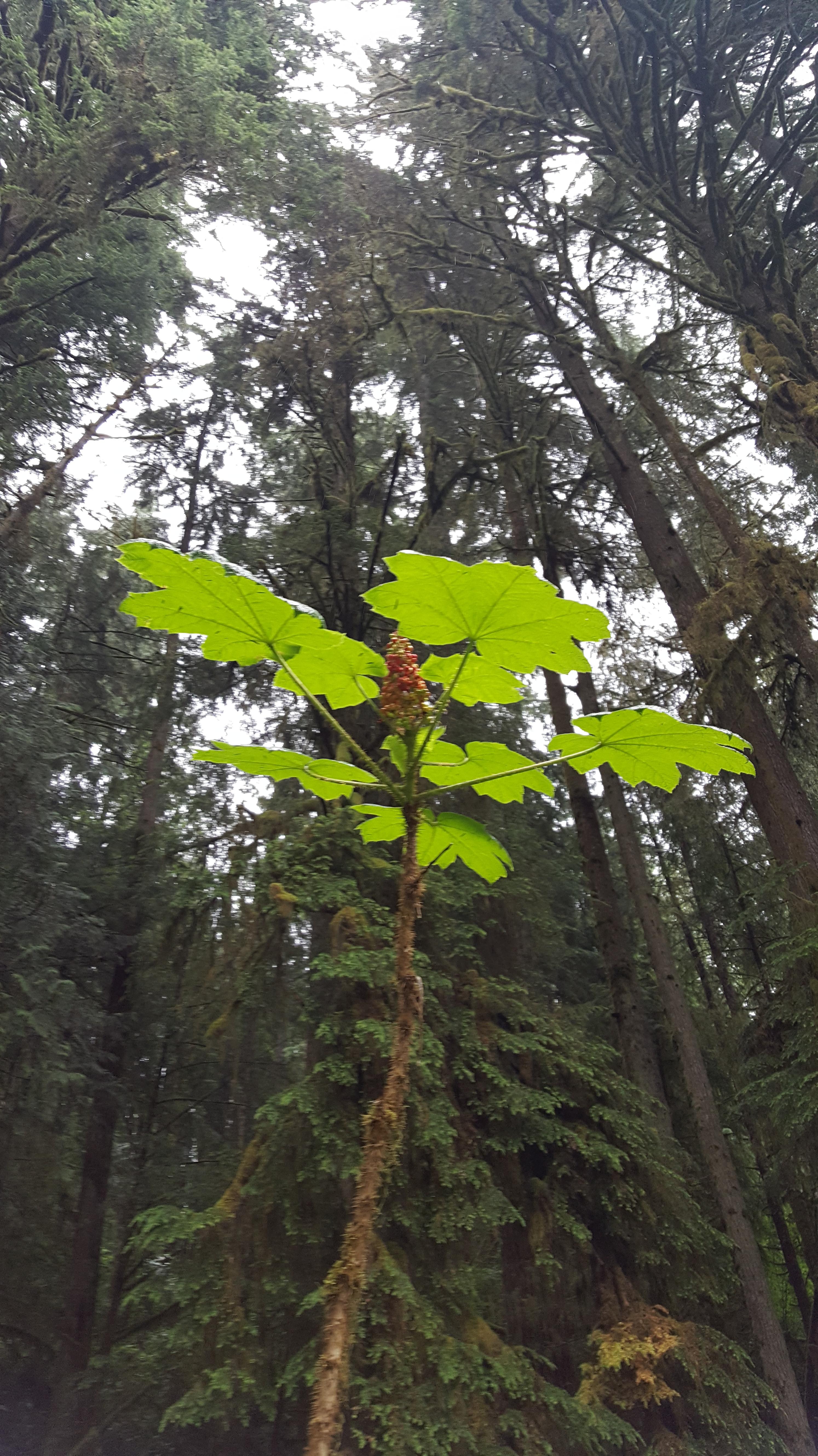 Ran into this plant in Granite Falls, WA. It really stood out because