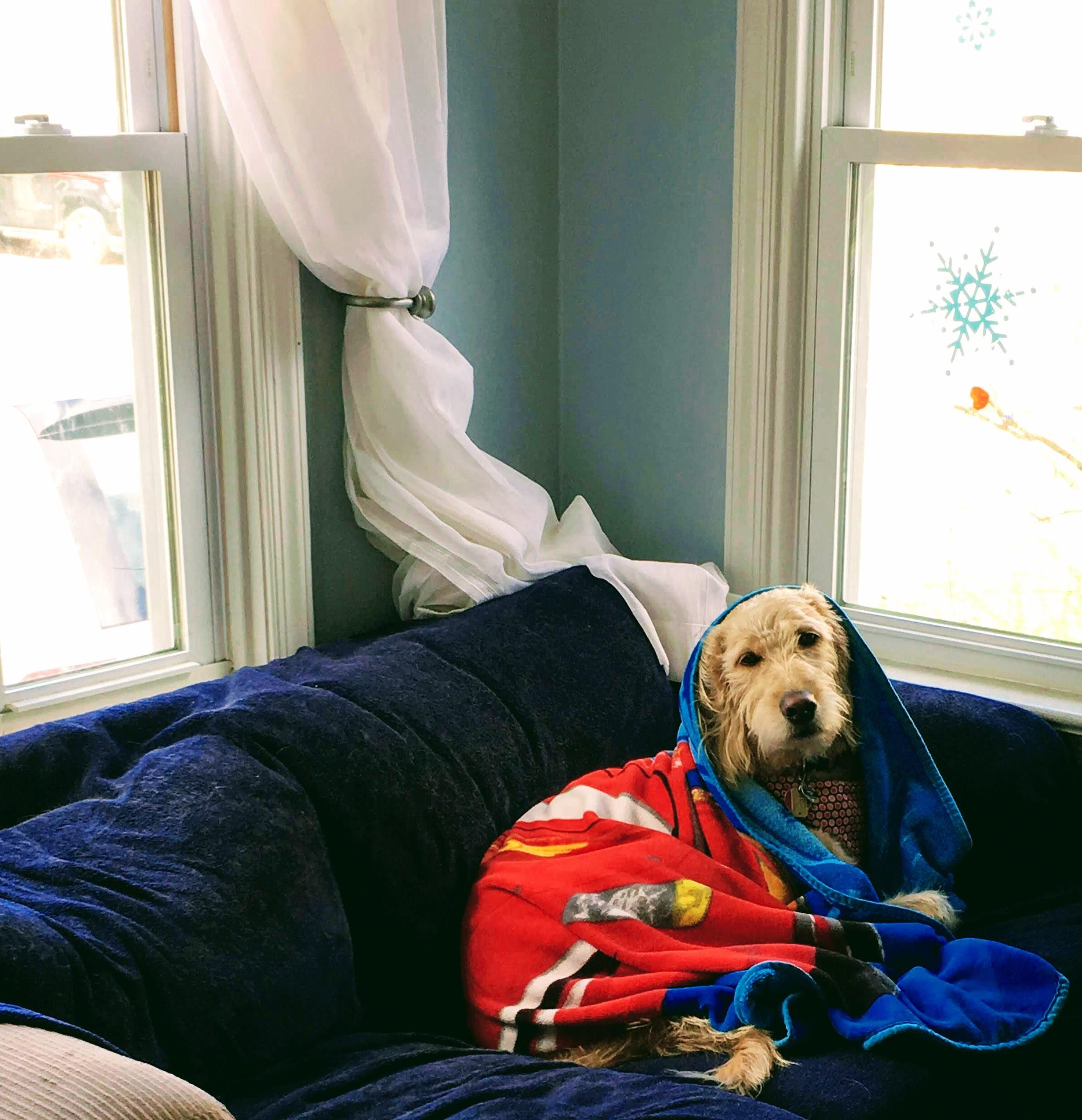 My dog tolerates anything my kids do to her... including “swaddling her