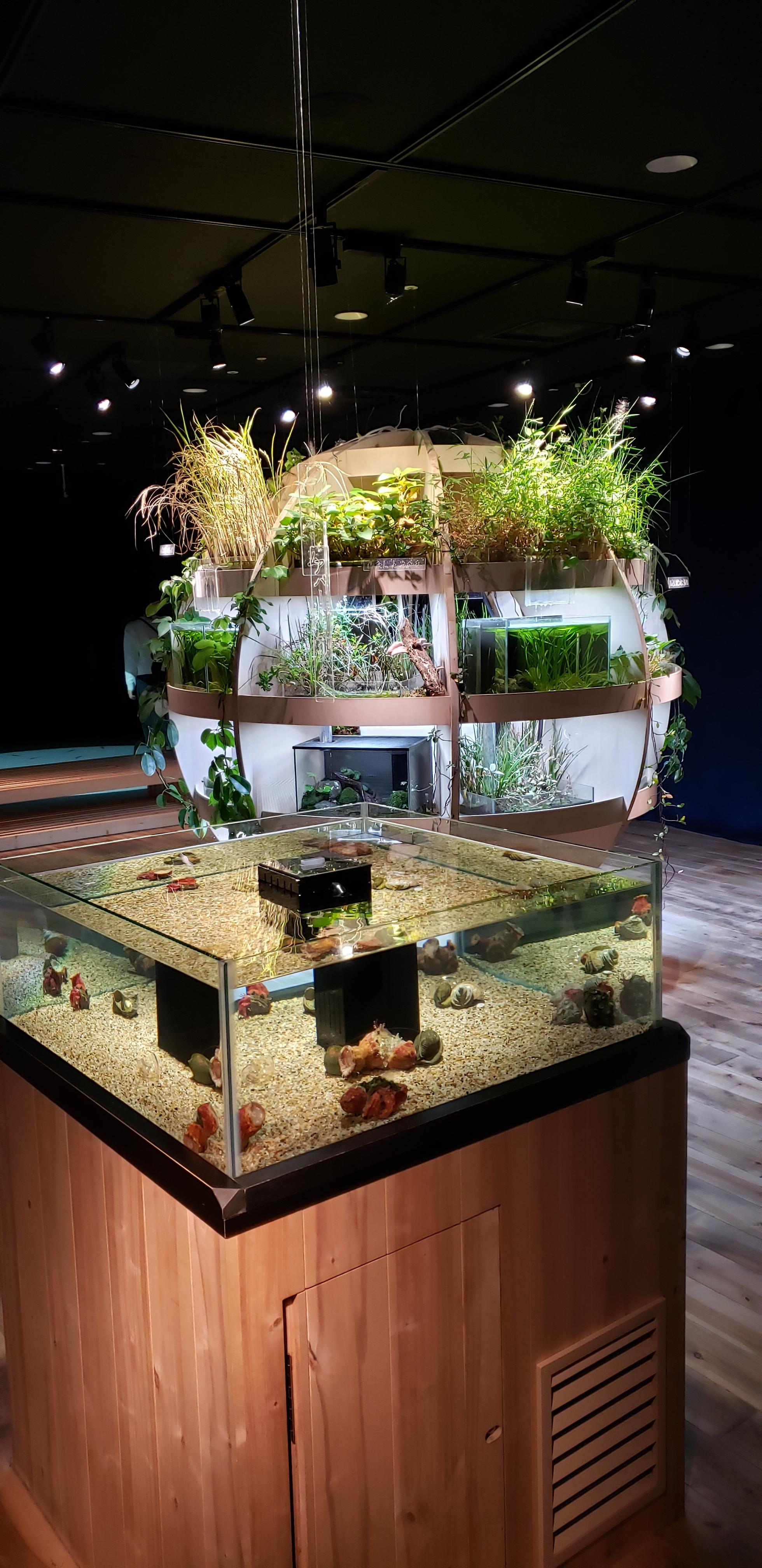 Hermit crab tank and aquaponics display at the Osaka Kaiyuukan [oc] r