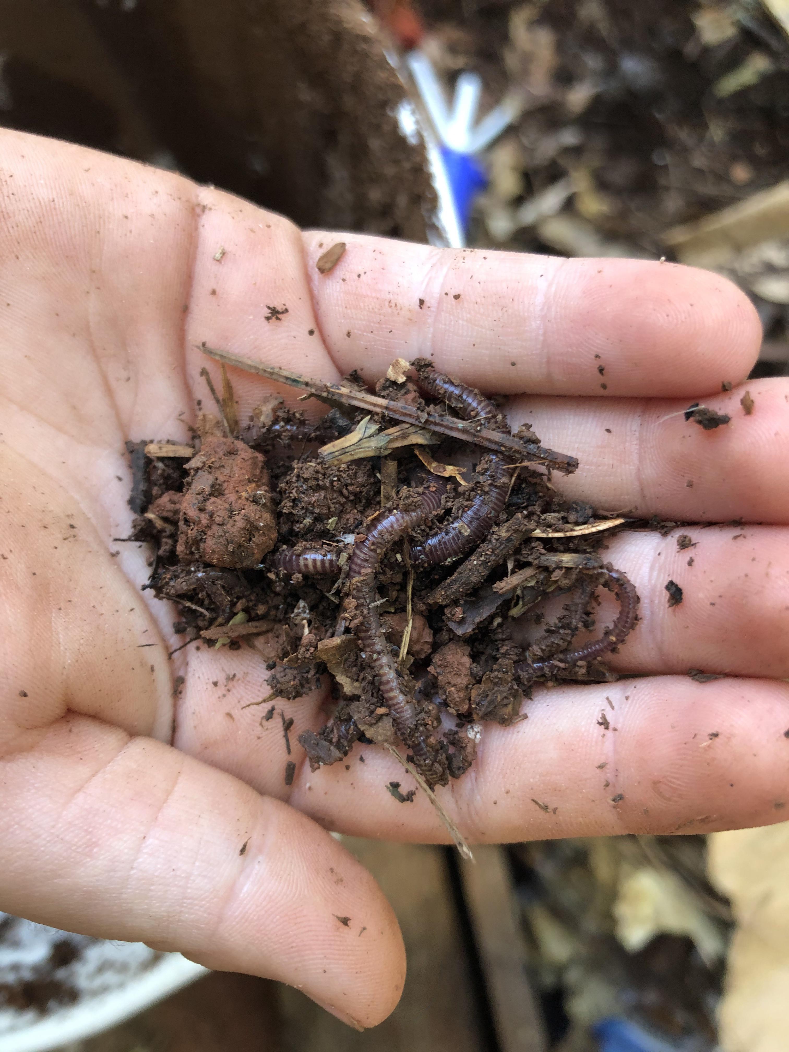 Native wormies sourced from raised compost box r/Vermiculture