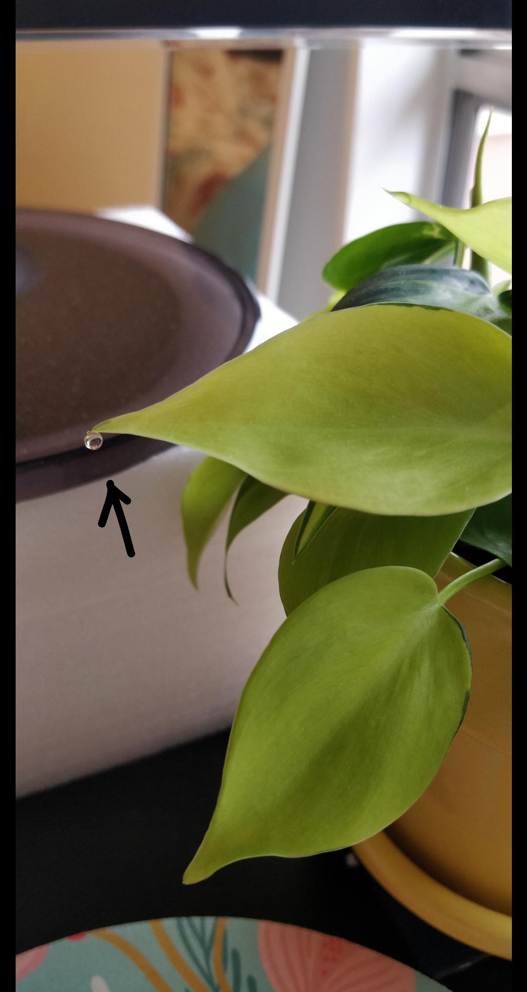 Why is my plant sweating? Is it a sign of overwatering? r/plants