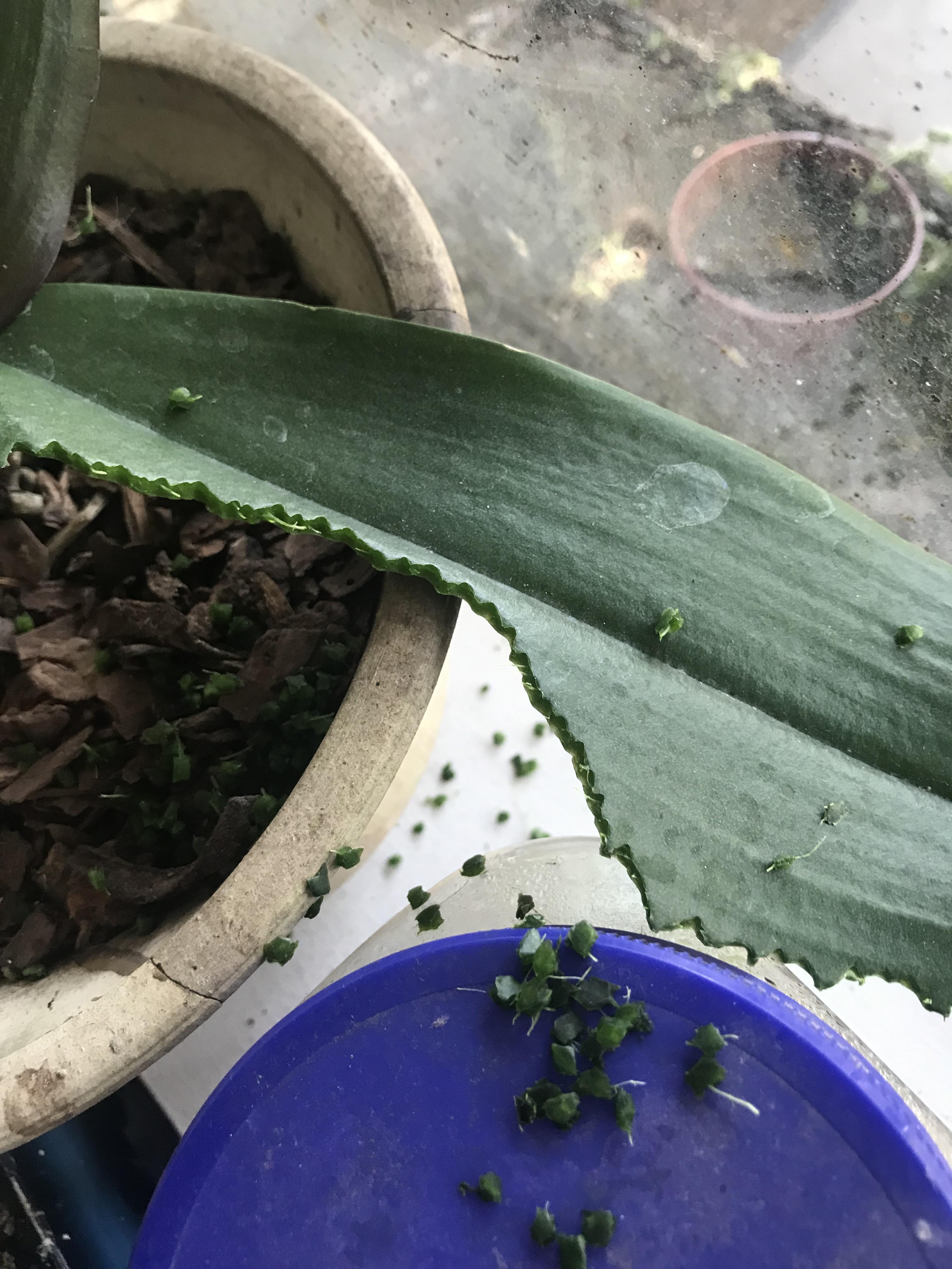 1. This is why all my indoor plants are bird safe and 2. You little