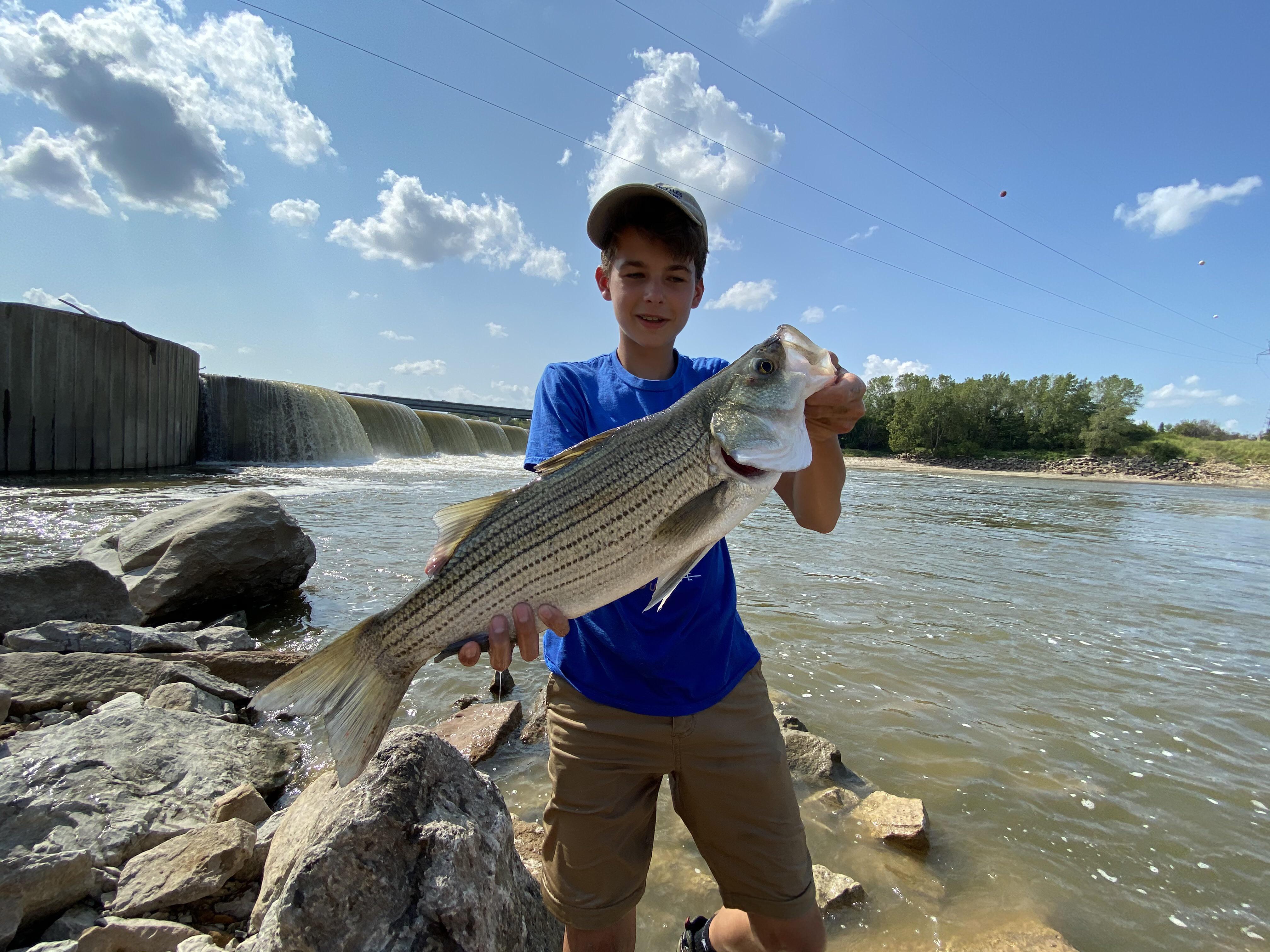 Caught my first wiper in the Kansas river today r/Fishing