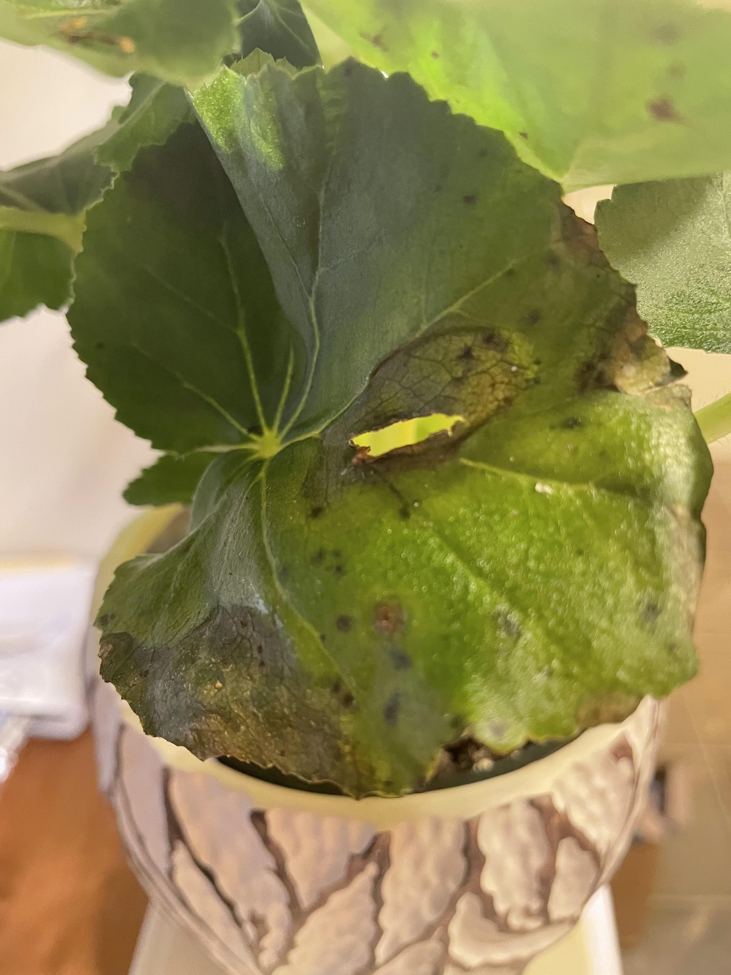 Is this normal? Rieger Begonia, noticed it on a few leaves now. r