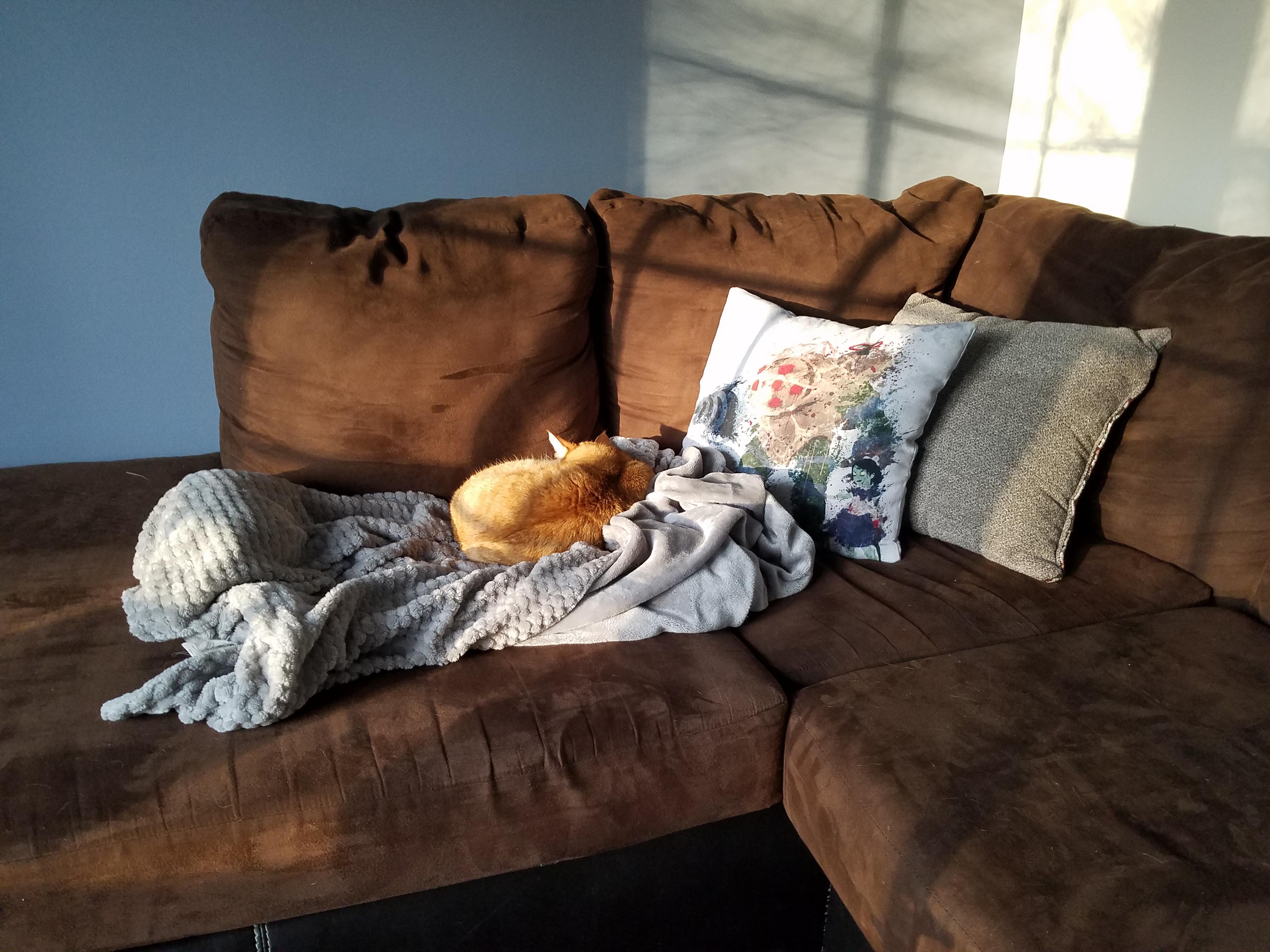 Putting a blanket in a sunny spot works every time r/CatTrap